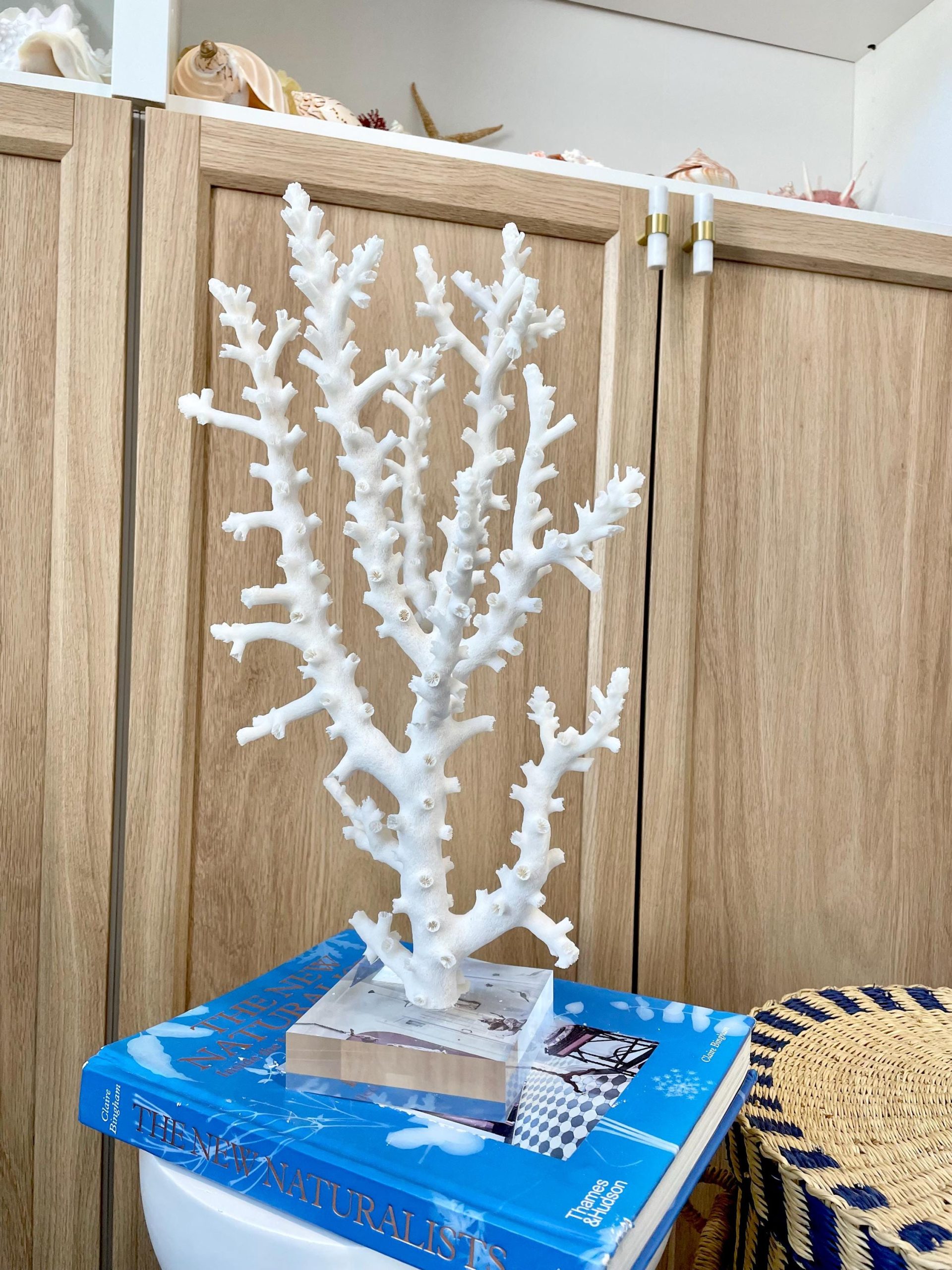 Mounted Octopus Coral Natural Fossil: 16"x9.5"x7" Coastal Beach Home Décor - Image 3