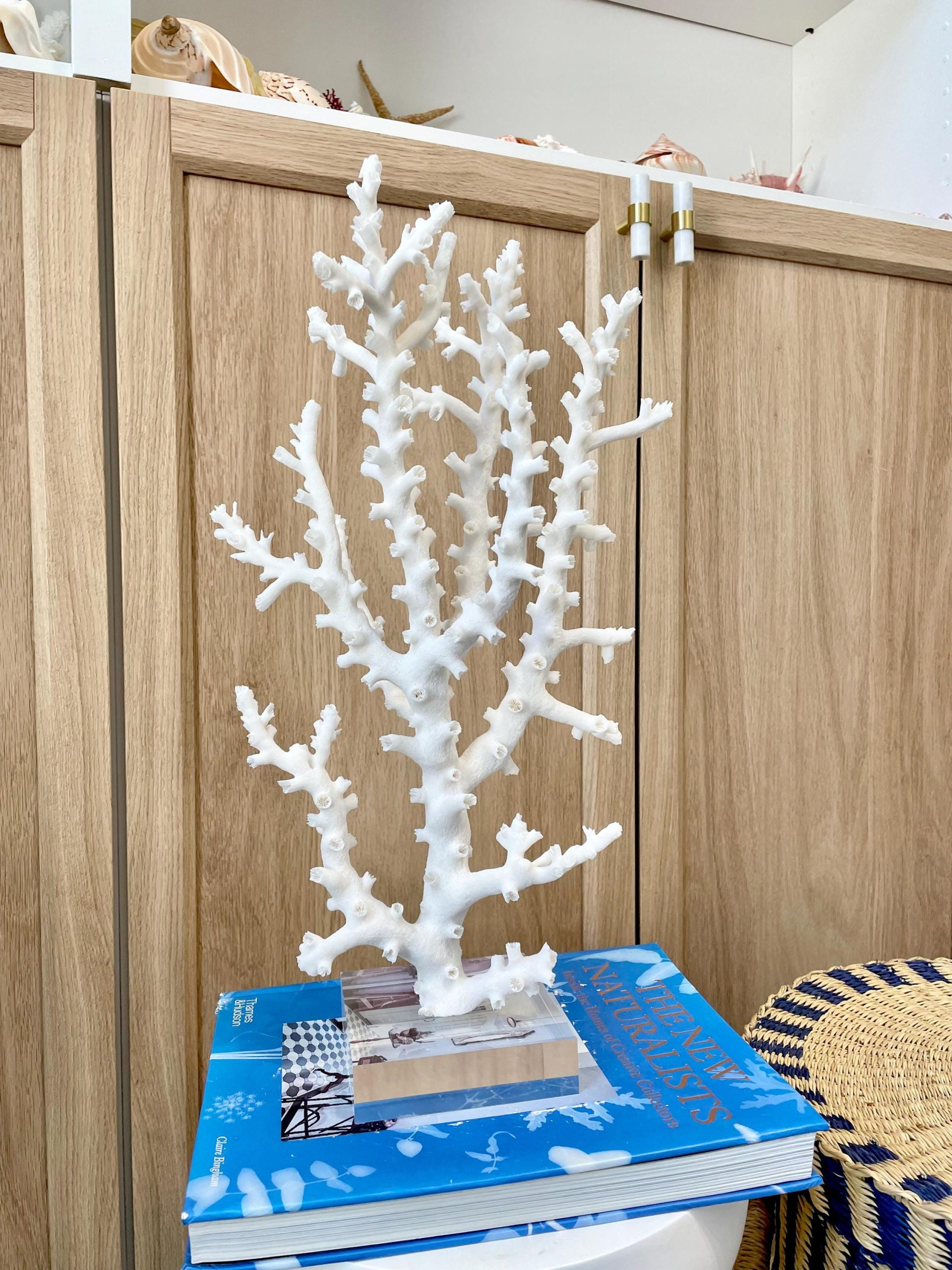 Mounted Octopus Coral Natural Fossil: 16"x9.5"x7" Coastal Beach Home Décor - Image 9