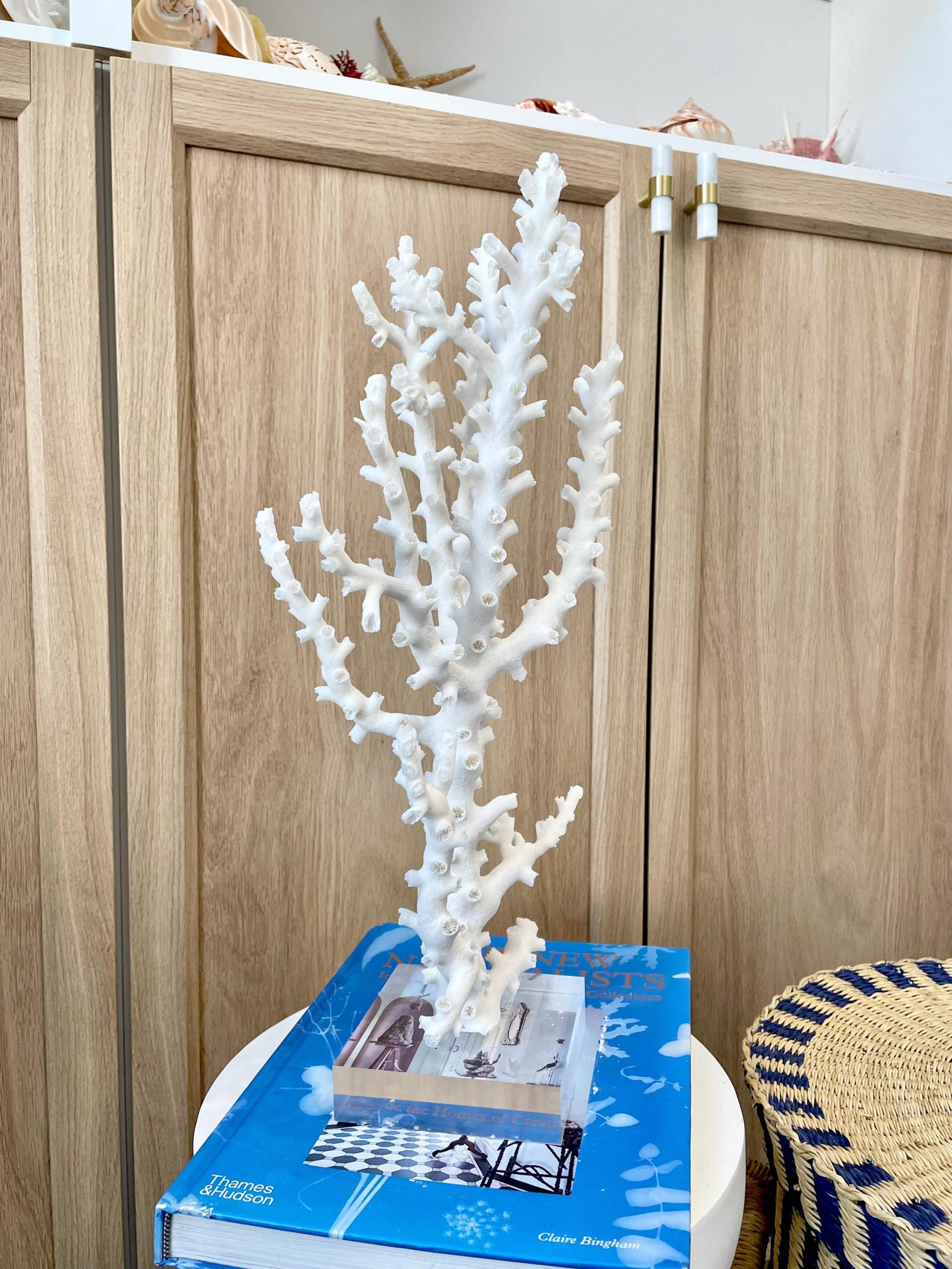 Mounted Octopus Coral Natural Fossil: 16"x9.5"x7" Coastal Beach Home Décor - Image 10