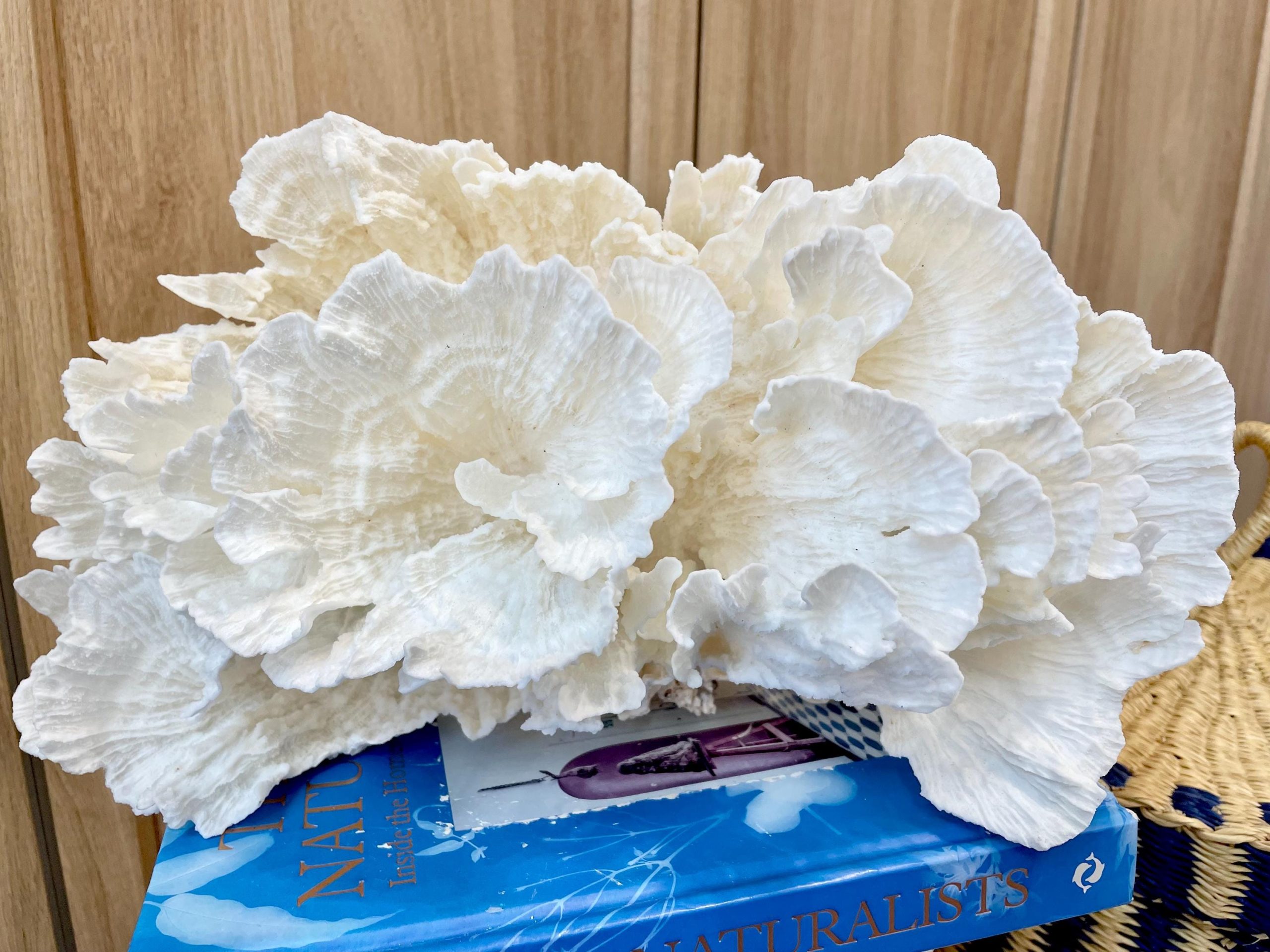 Natural Poca Coral Fossil: 12.25" x 7.5" x 6.5" Coastal Beach House White Décor - Image 13