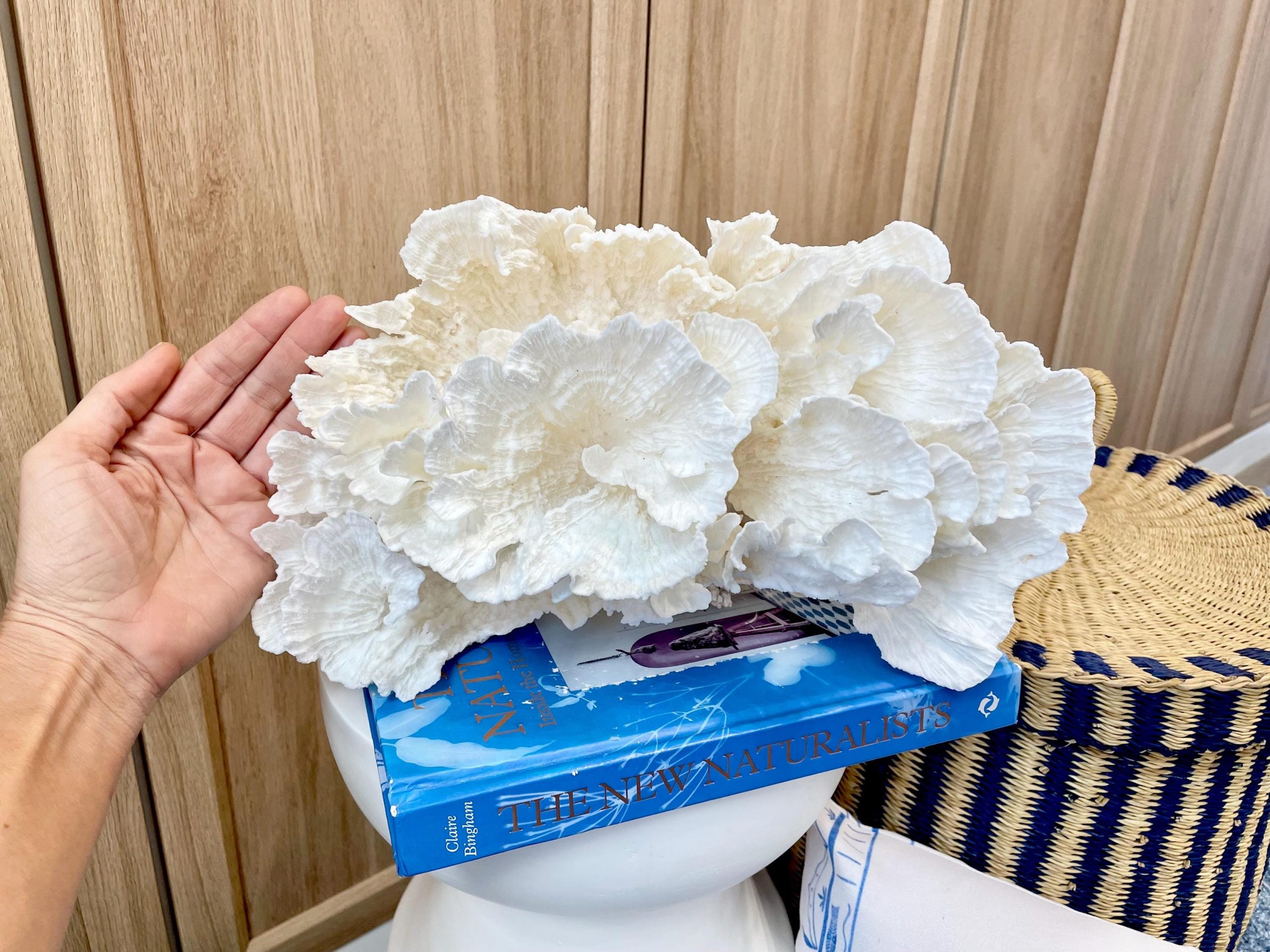 Natural Poca Coral Fossil: 12.25" x 7.5" x 6.5" Coastal Beach House White Décor - Image 5