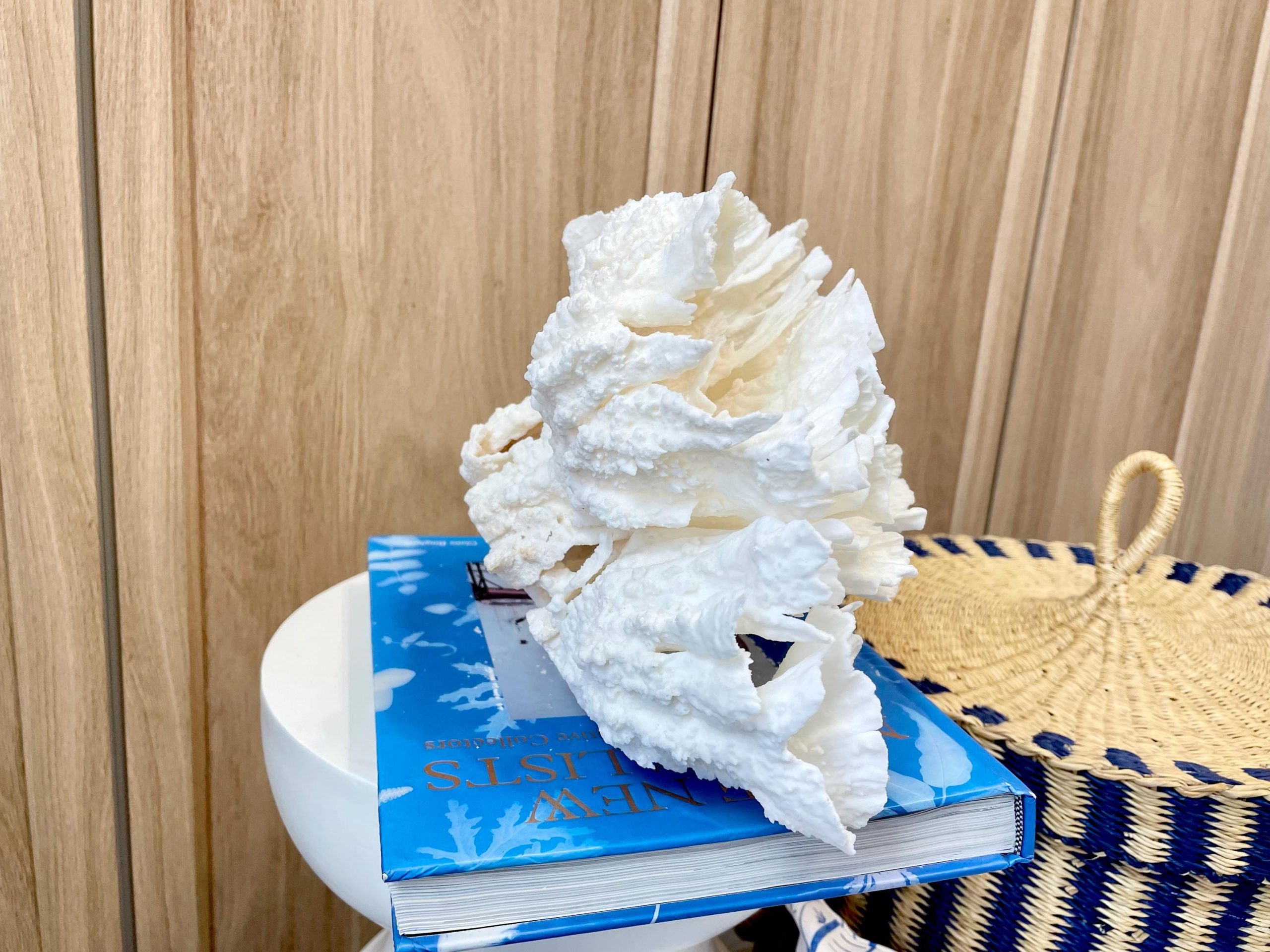 Natural Poca Coral Fossil: 12.25" x 7.5" x 6.5" Coastal Beach House White Décor - Image 7