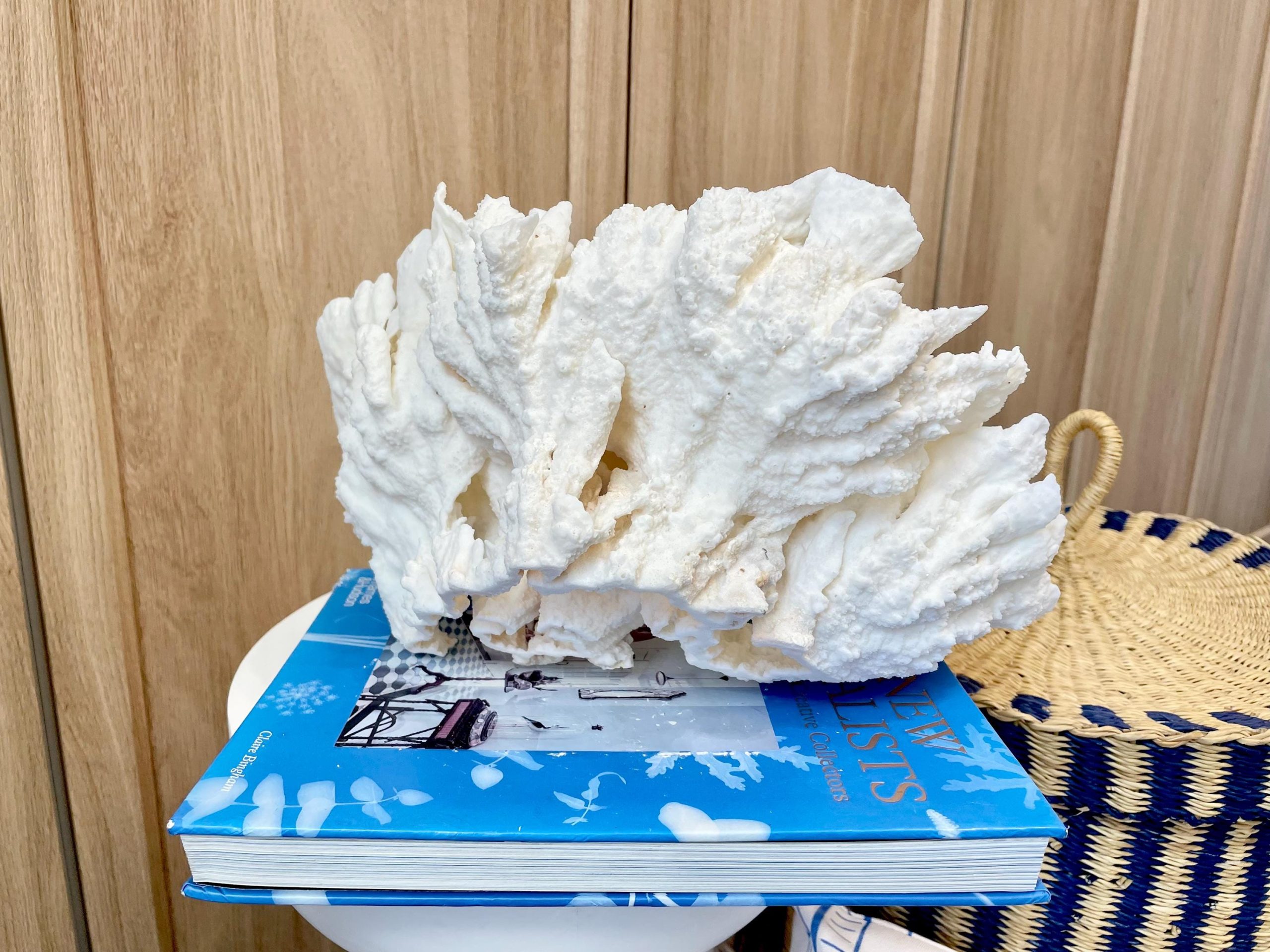 Natural Poca Coral Fossil: 12.25" x 7.5" x 6.5" Coastal Beach House White Décor - Image 8