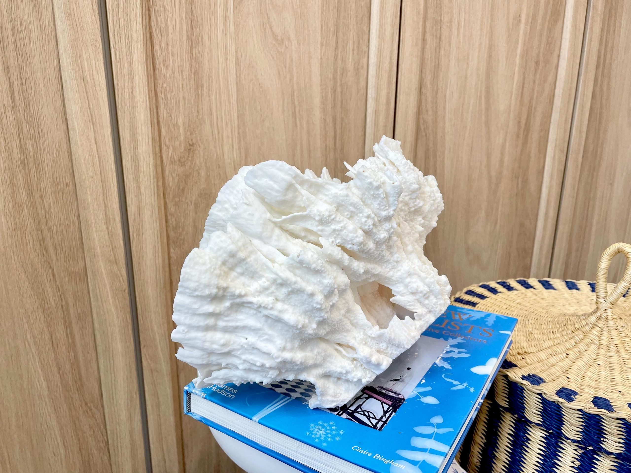 Natural Poca Coral Fossil: 12.25" x 7.5" x 6.5" Coastal Beach House White Décor - Image 9