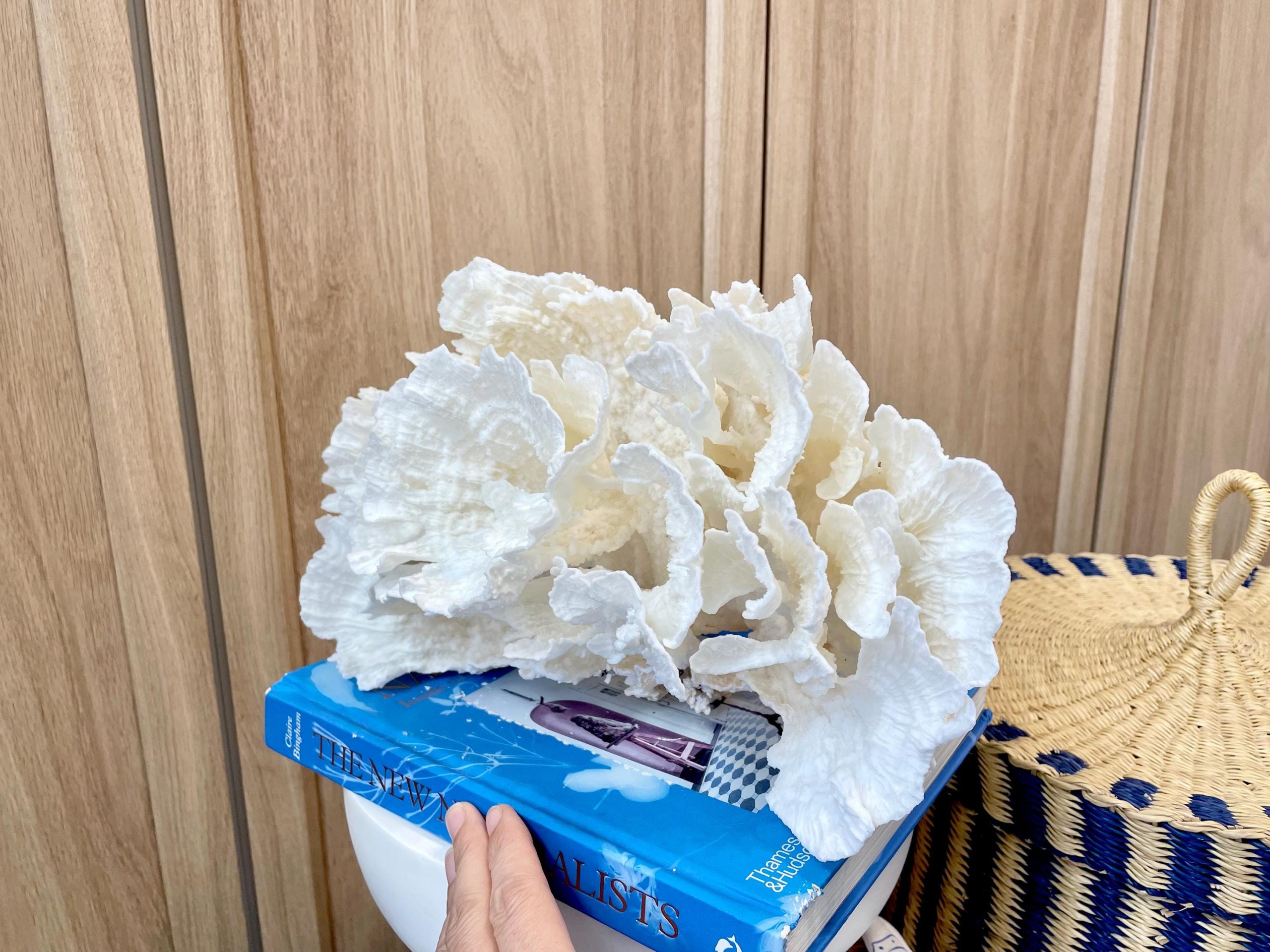 Natural Poca Coral Fossil: 12.25" x 7.5" x 6.5" Coastal Beach House White Décor - Image 11