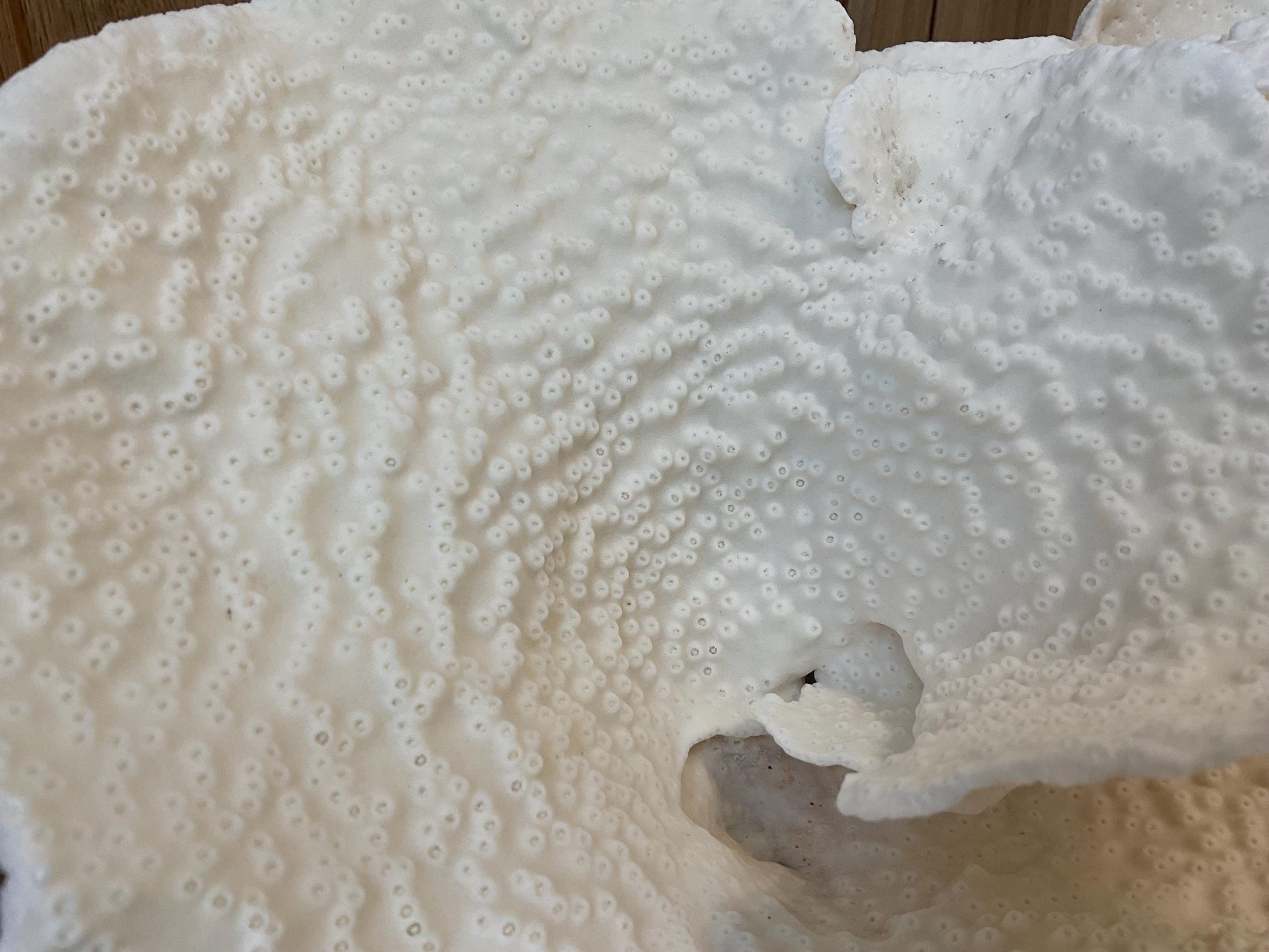 Rare Natural Spiral Cup Coral Fossil: 13.5" x 10.5" x 6.5" Coastal Beach House White Décor - Image 10