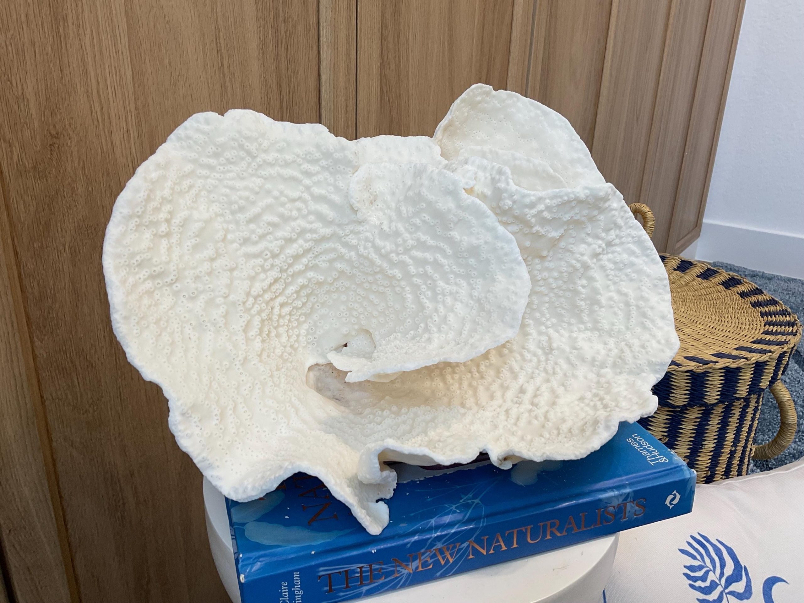 Rare Natural Spiral Cup Coral Fossil: 13.5" x 10.5" x 6.5" Coastal Beach House White Décor - Image 5