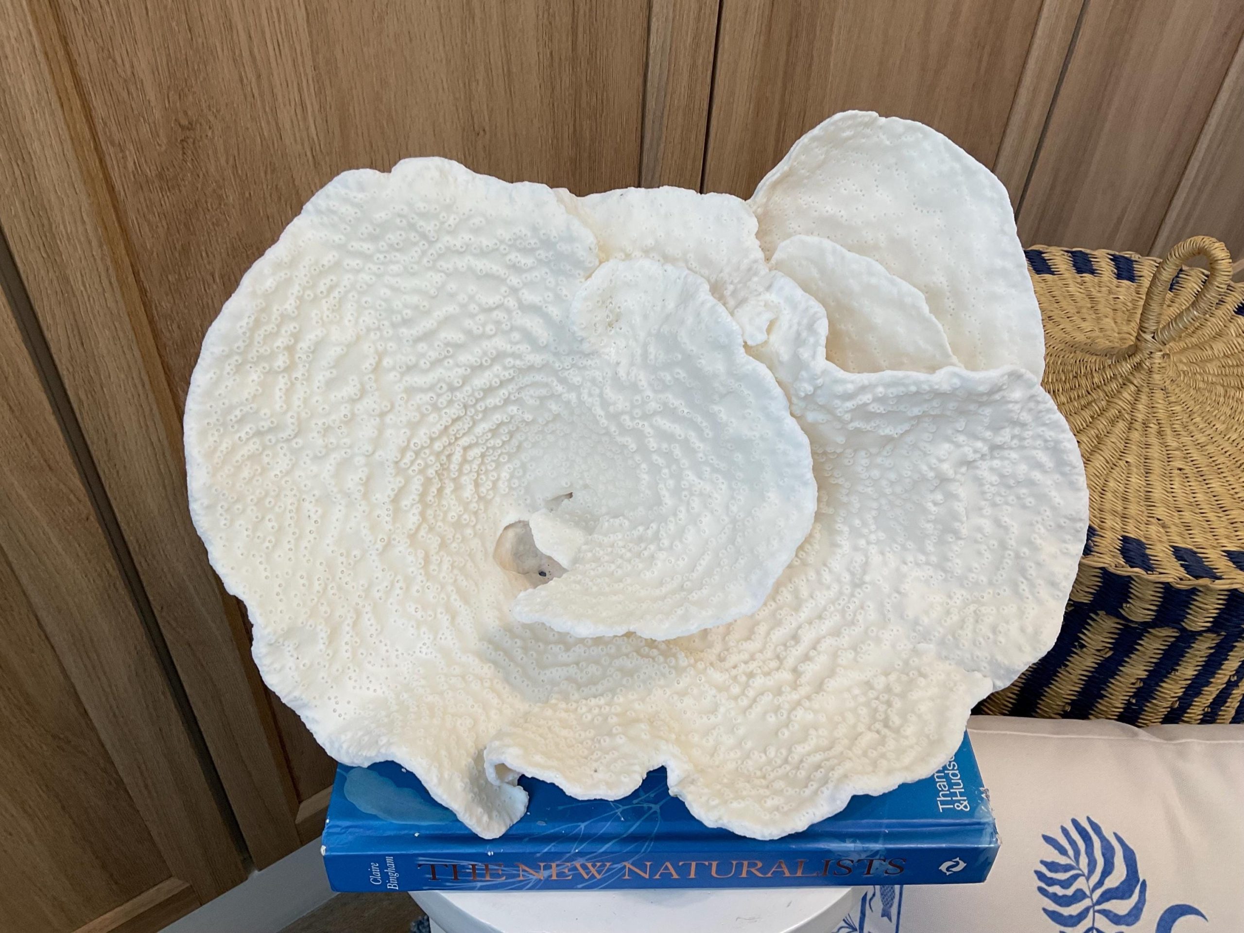 Rare Natural Spiral Cup Coral Fossil: 13.5" x 10.5" x 6.5" Coastal Beach House White Décor - Image 7