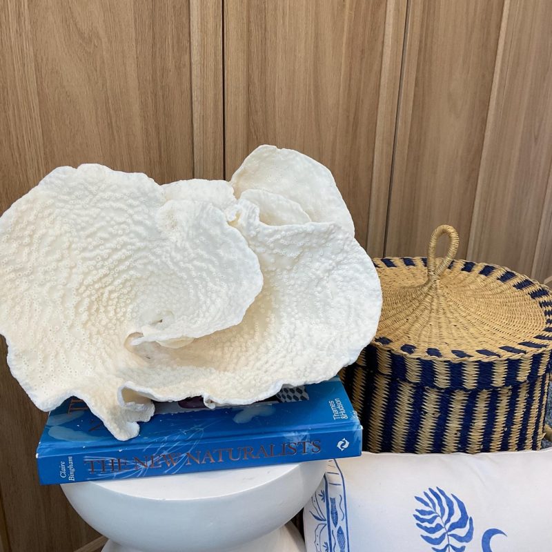 Rare Natural Spiral Cup Coral Fossil: 13.5" x 10.5" x 6.5" Coastal Beach House White Décor