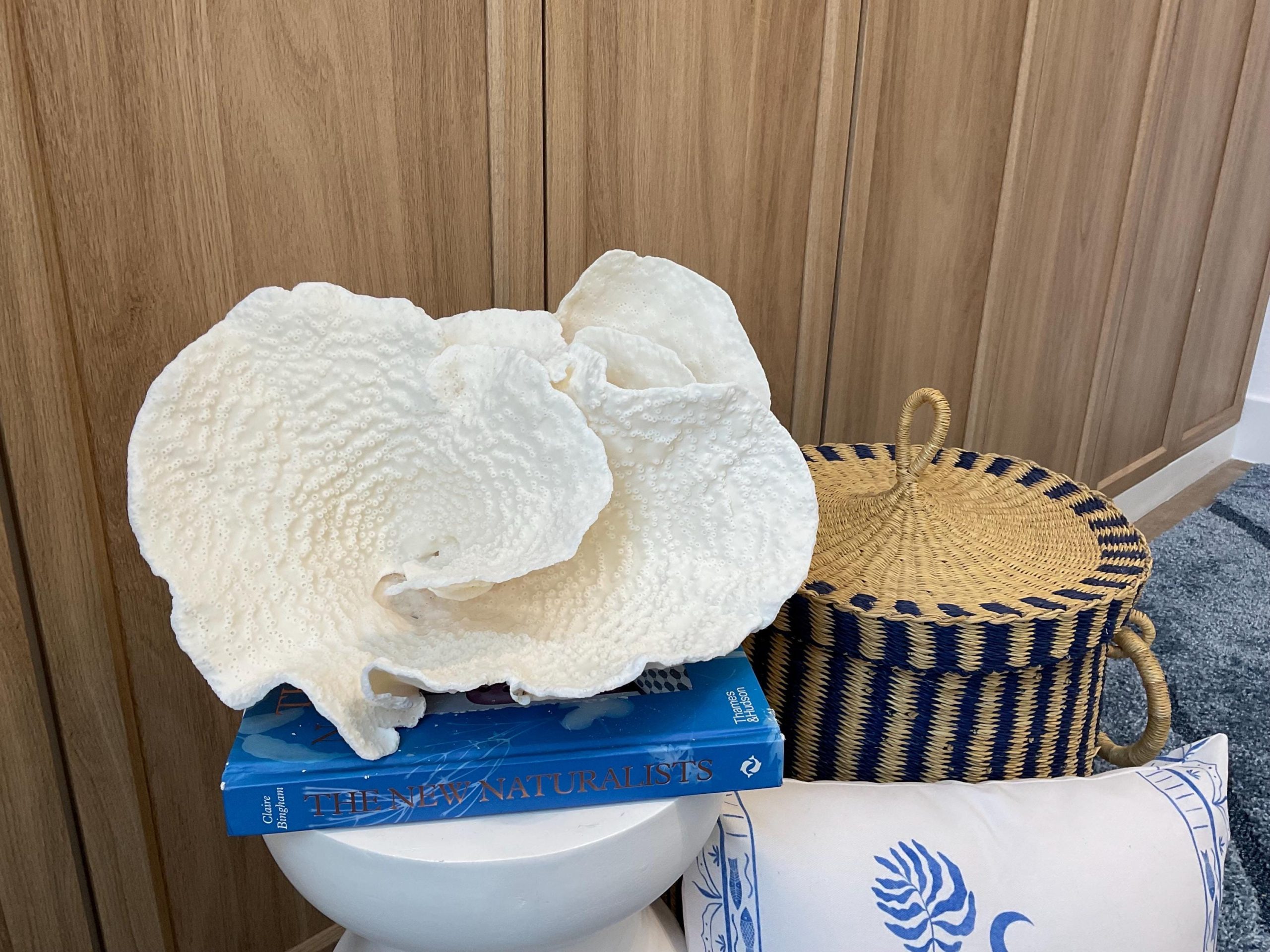 Rare Natural Spiral Cup Coral Fossil: 13.5" x 10.5" x 6.5" Coastal Beach House White Décor