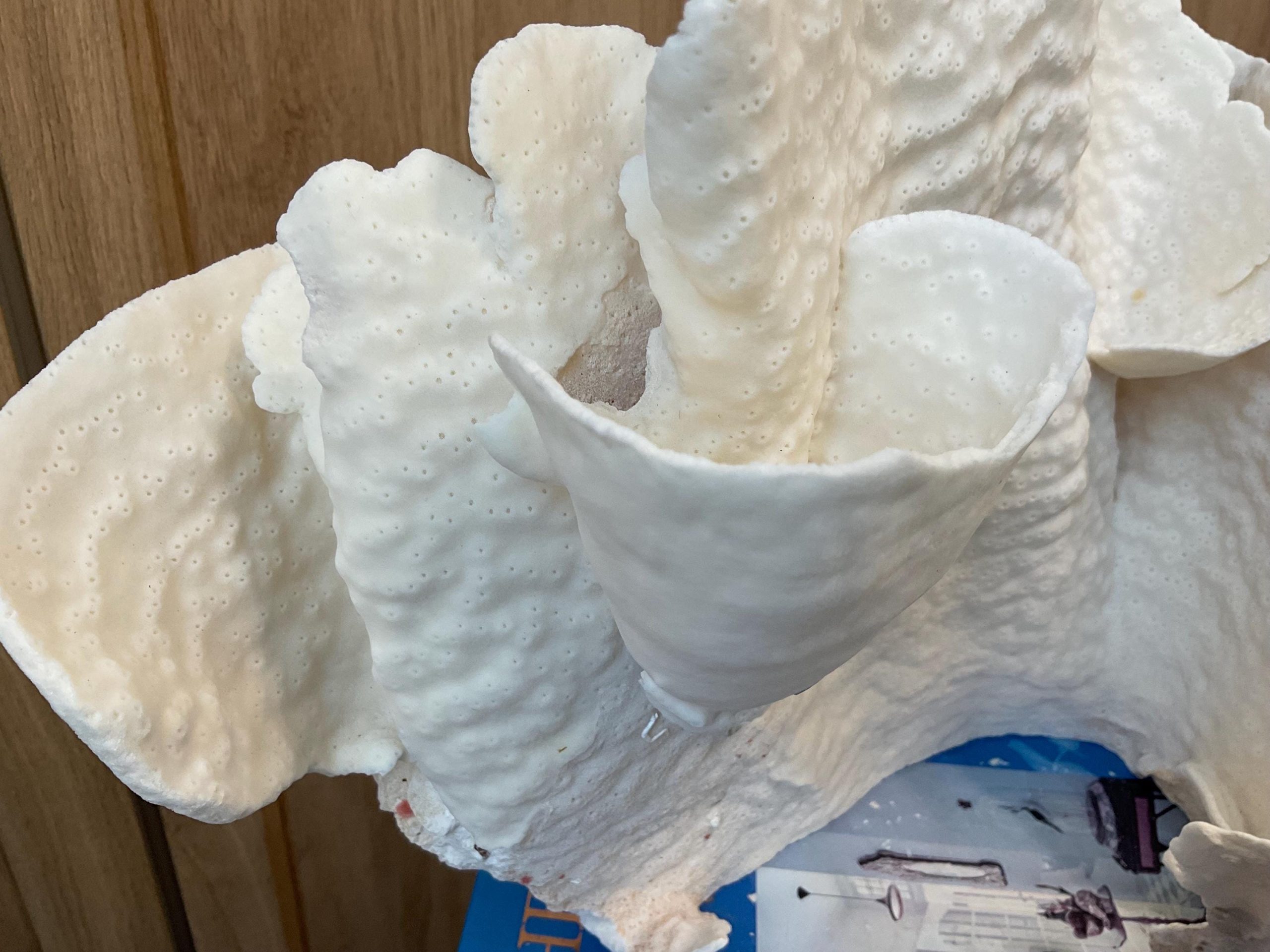 Natural Spiral Cup Coral Fossil: 12.5" x 10" x 11" Coastal Beach House White Décor - Image 9