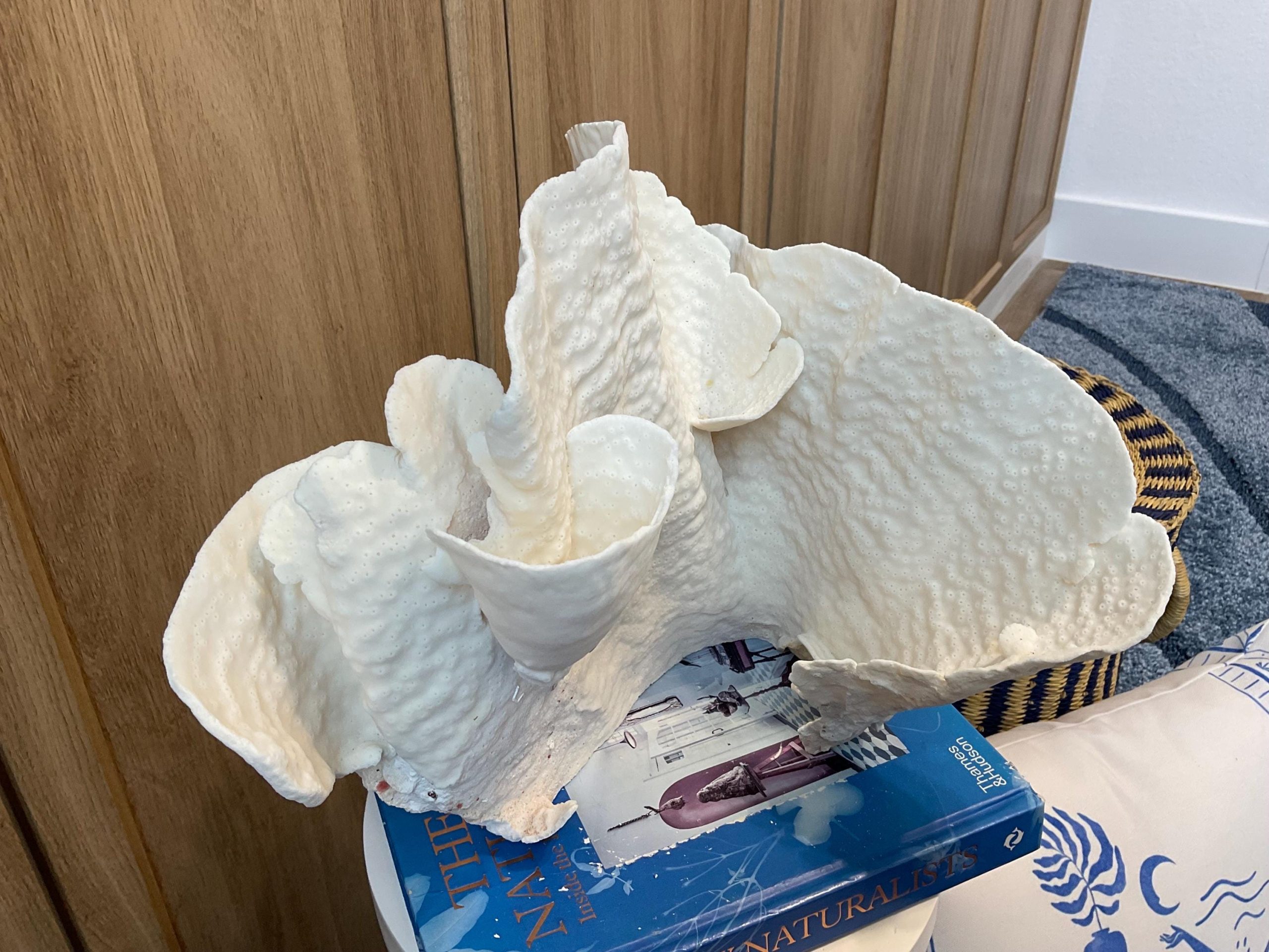 Natural Spiral Cup Coral Fossil: 12.5" x 10" x 11" Coastal Beach House White Décor - Image 8