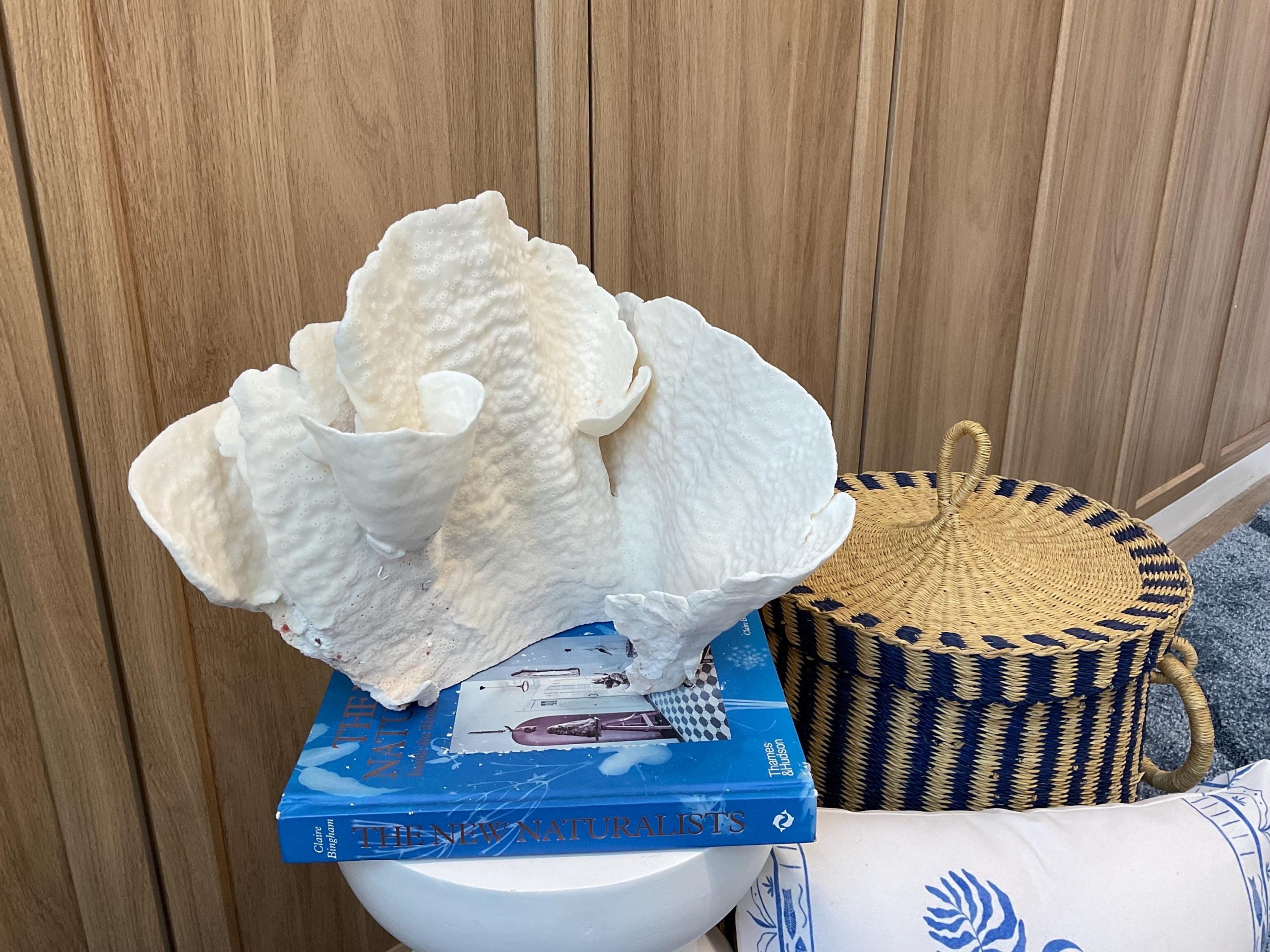 Natural Spiral Cup Coral Fossil: 12.5" x 10" x 11" Coastal Beach House White Décor - Image 4