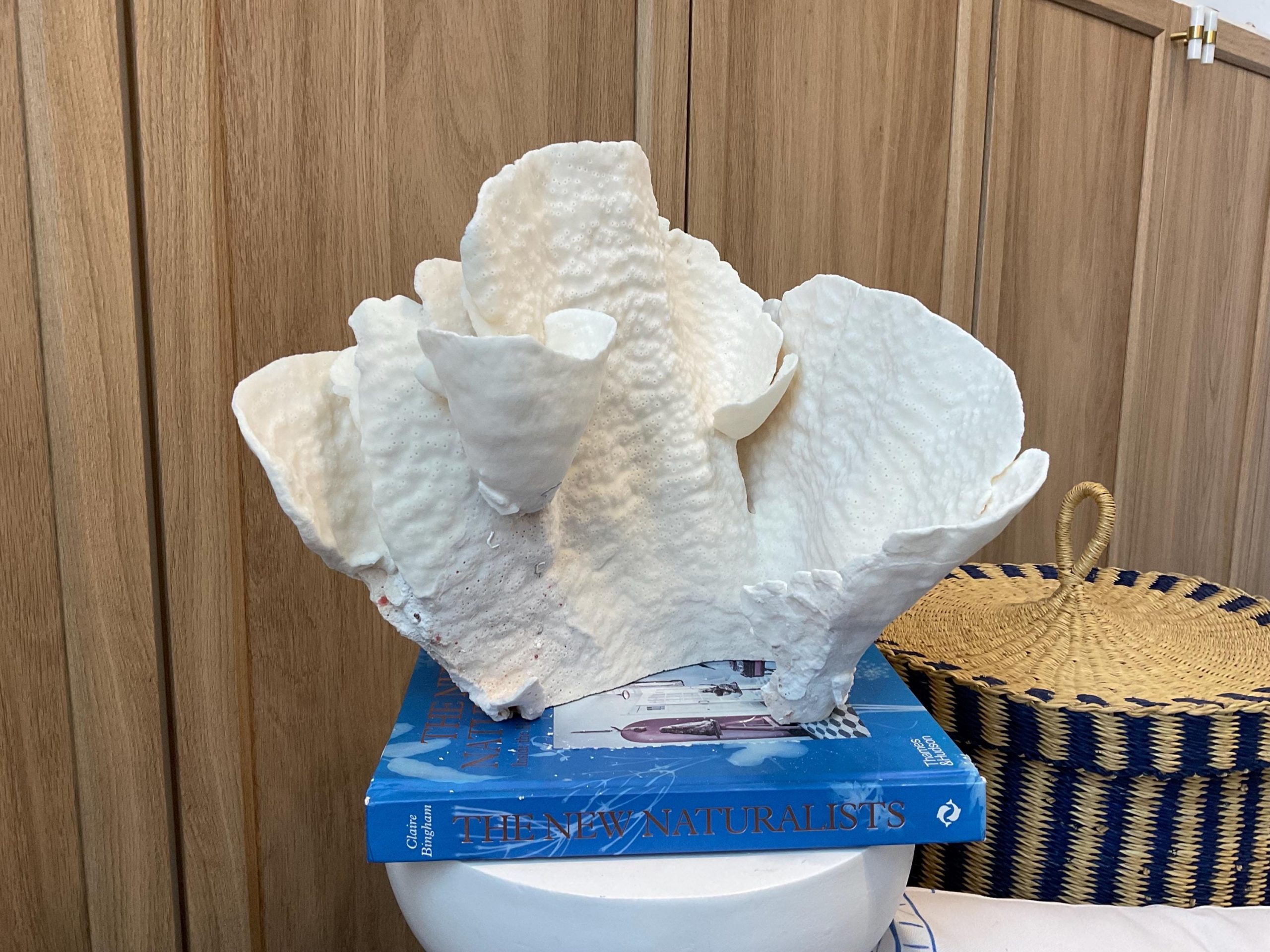 Natural Spiral Cup Coral Fossil: 12.5" x 10" x 11" Coastal Beach House White Décor - Image 5