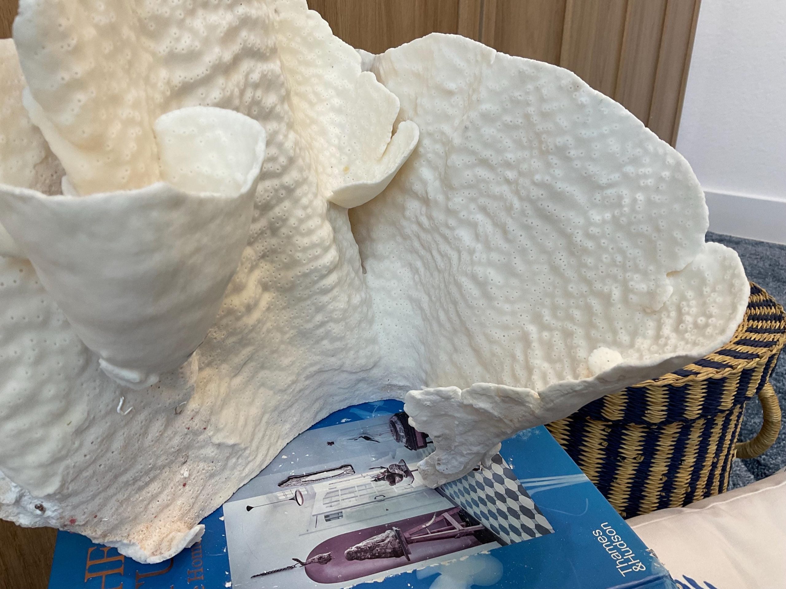 Natural Spiral Cup Coral Fossil: 12.5" x 10" x 11" Coastal Beach House White Décor - Image 7