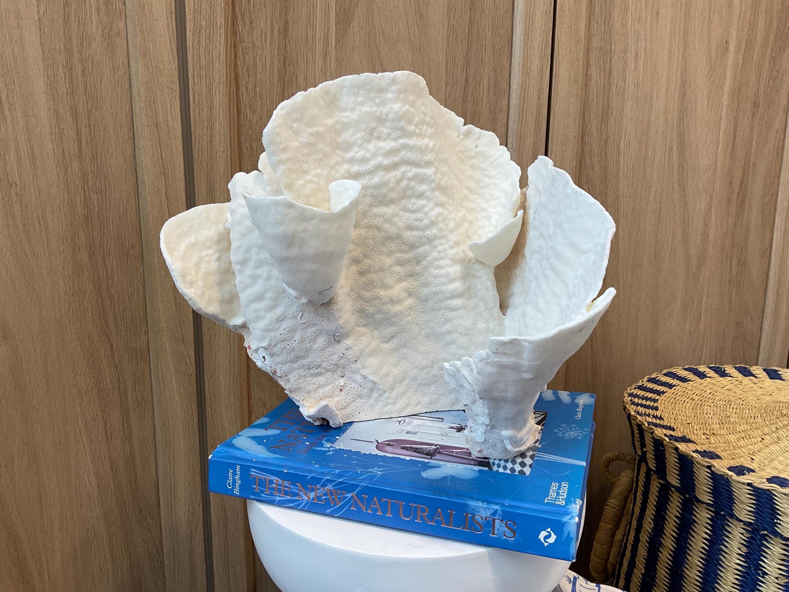 Natural Spiral Cup Coral Fossil: 12.5" x 10" x 11" Coastal Beach House White Décor - Image 6