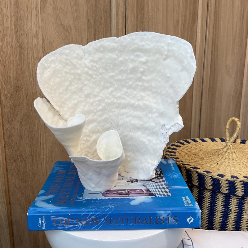 Natural Spiral Cup Coral Fossil: 10" x 7" x 10" Coastal Beach House White Décor