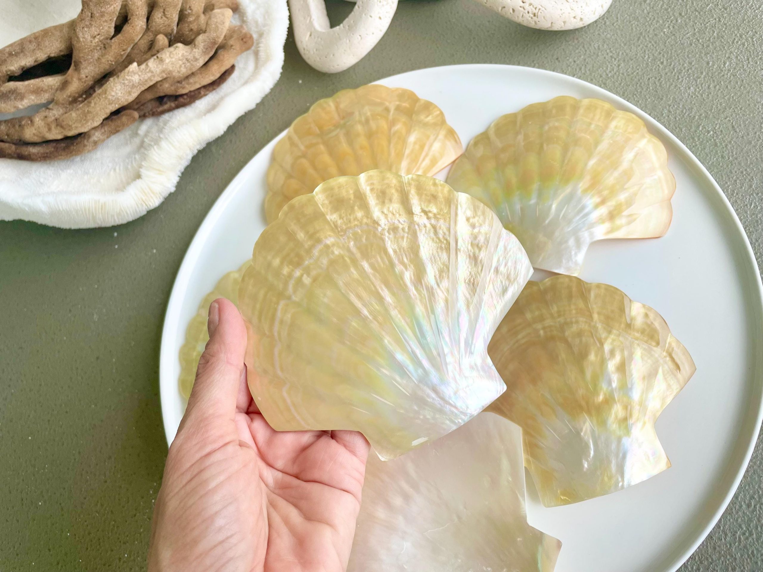 Golden Mother of Pearl Scallop Shell: 5" Gold Lip Coastal Craft Seashell - Image 2