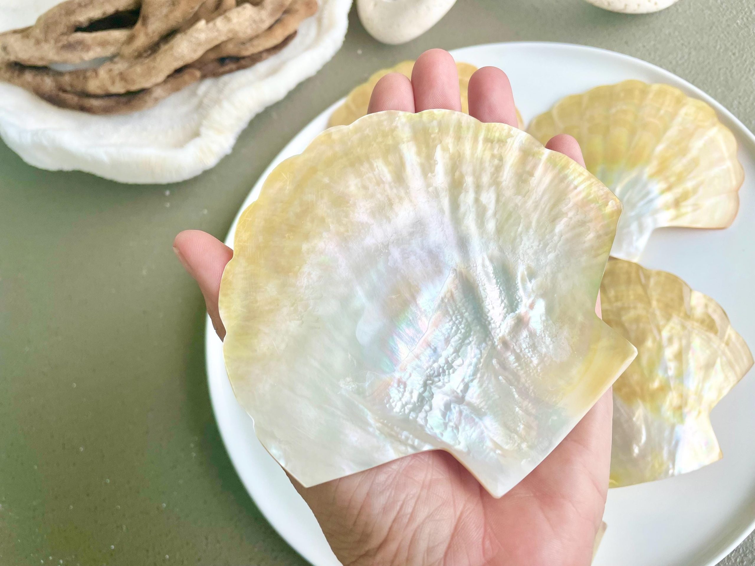 Golden Mother of Pearl Scallop Shell: 5" Gold Lip Coastal Craft Seashell - Image 3