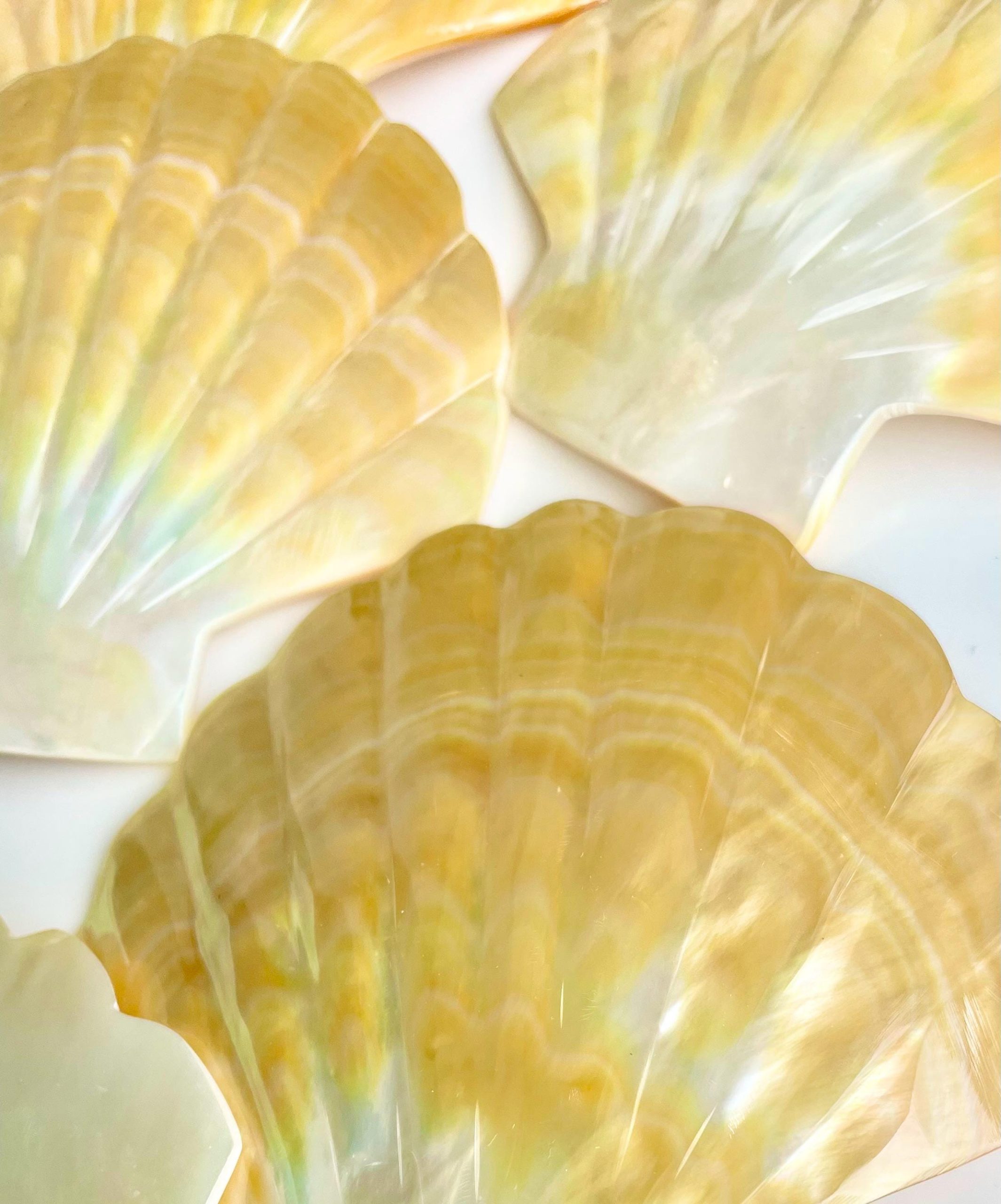 Golden Mother of Pearl Scallop Shell: 5" Gold Lip Coastal Craft Seashell - Image 6