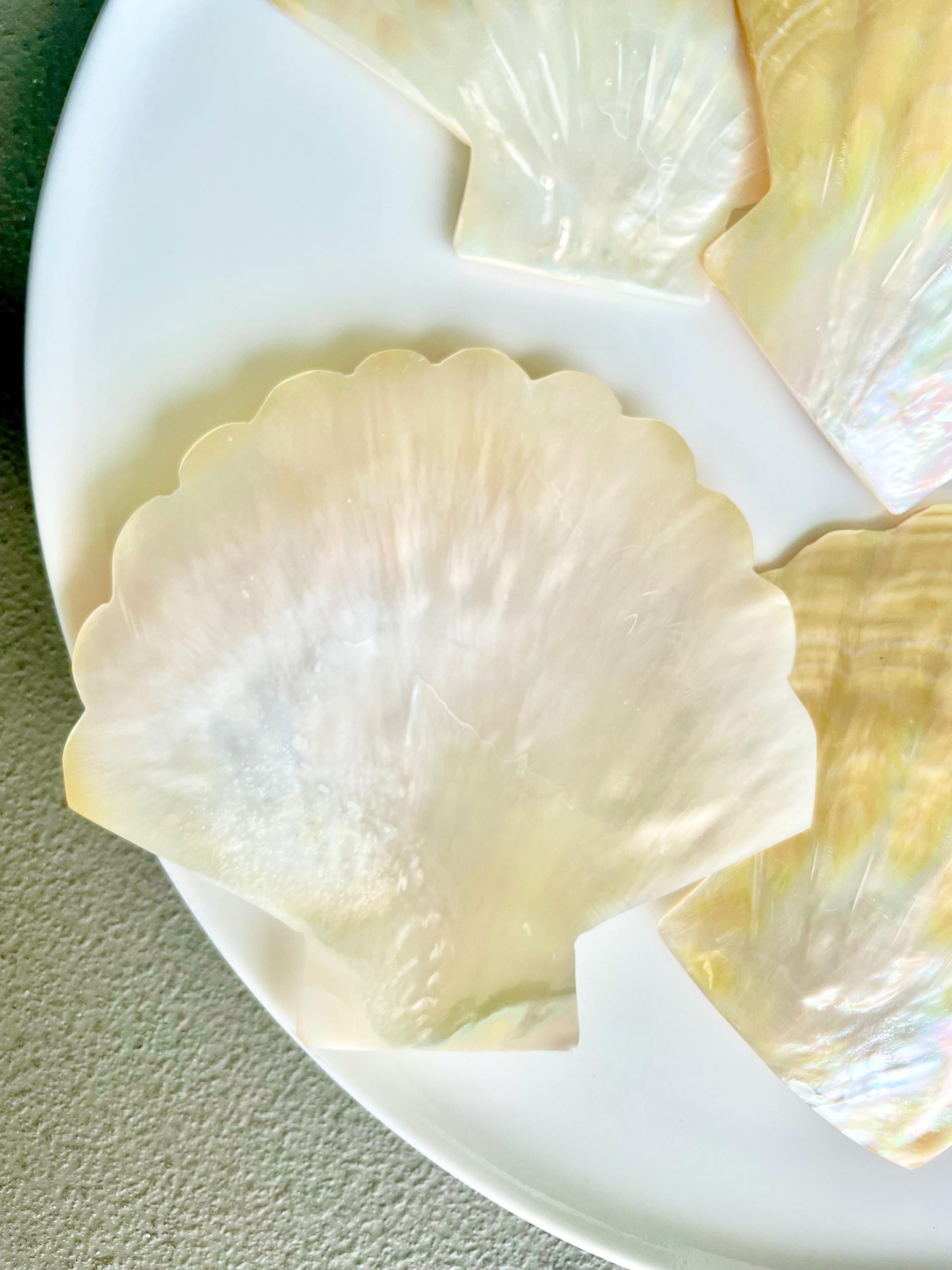 Golden Mother of Pearl Scallop Shell: 5" Gold Lip Coastal Craft Seashell - Image 7