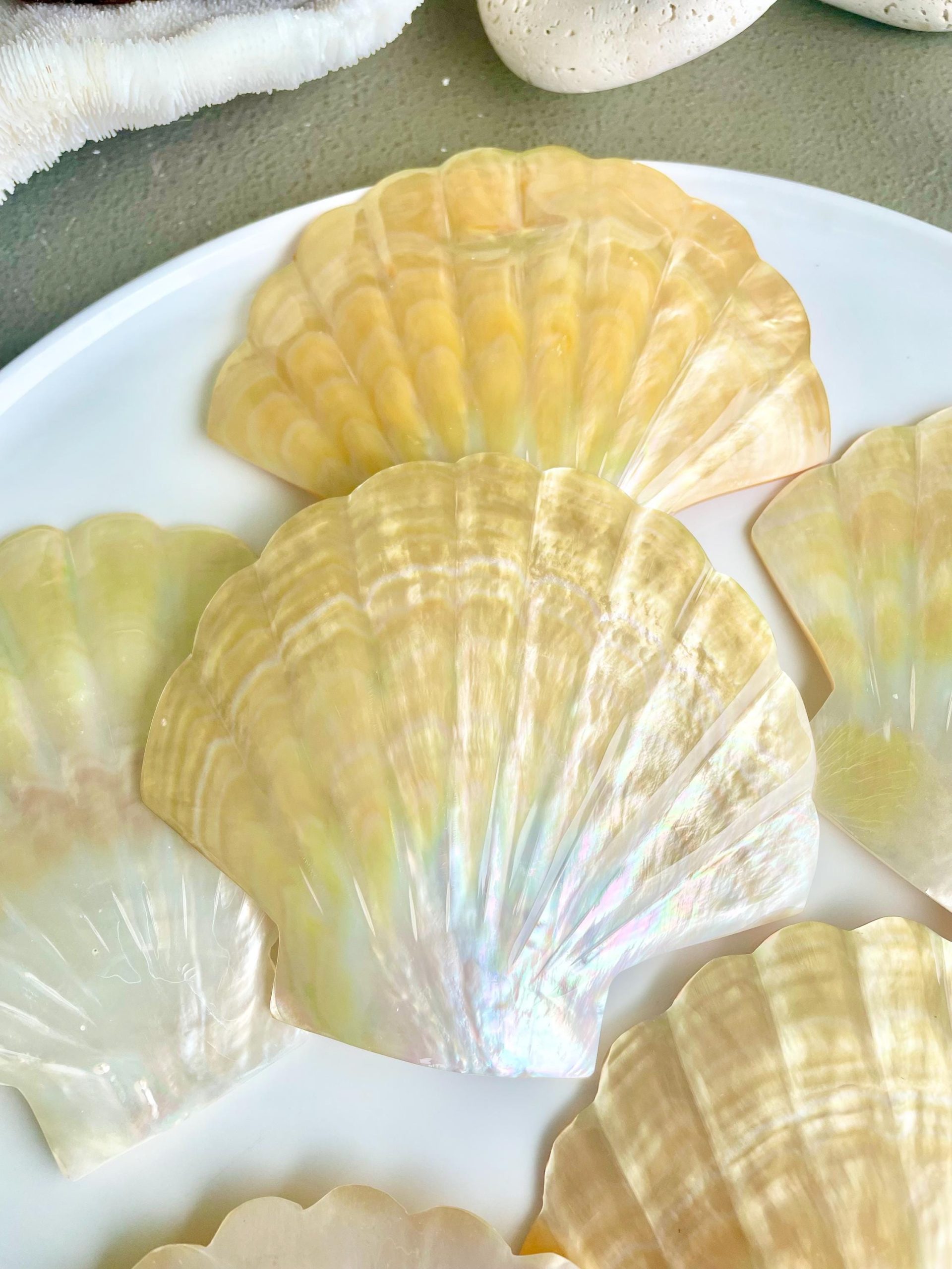 Golden Mother of Pearl Scallop Shell: 5" Gold Lip Coastal Craft Seashell - Image 9
