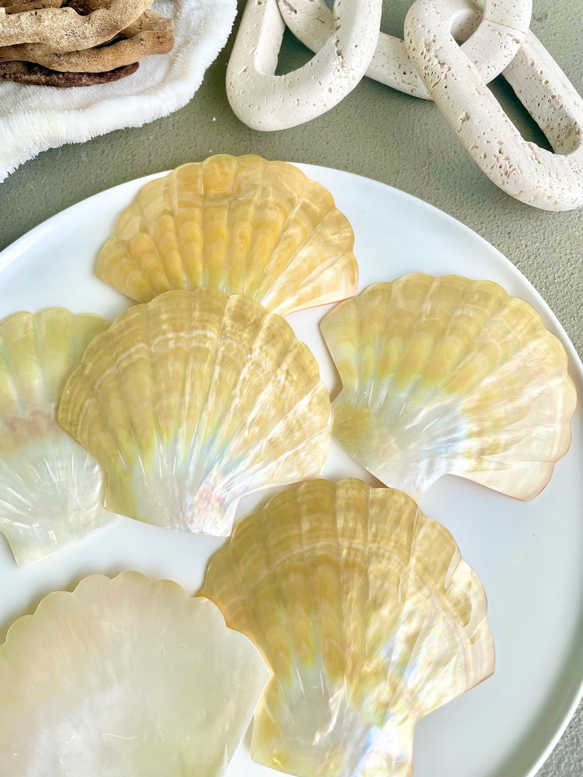 Golden Mother of Pearl Scallop Shell: 5" Gold Lip Coastal Craft Seashell - Image 10
