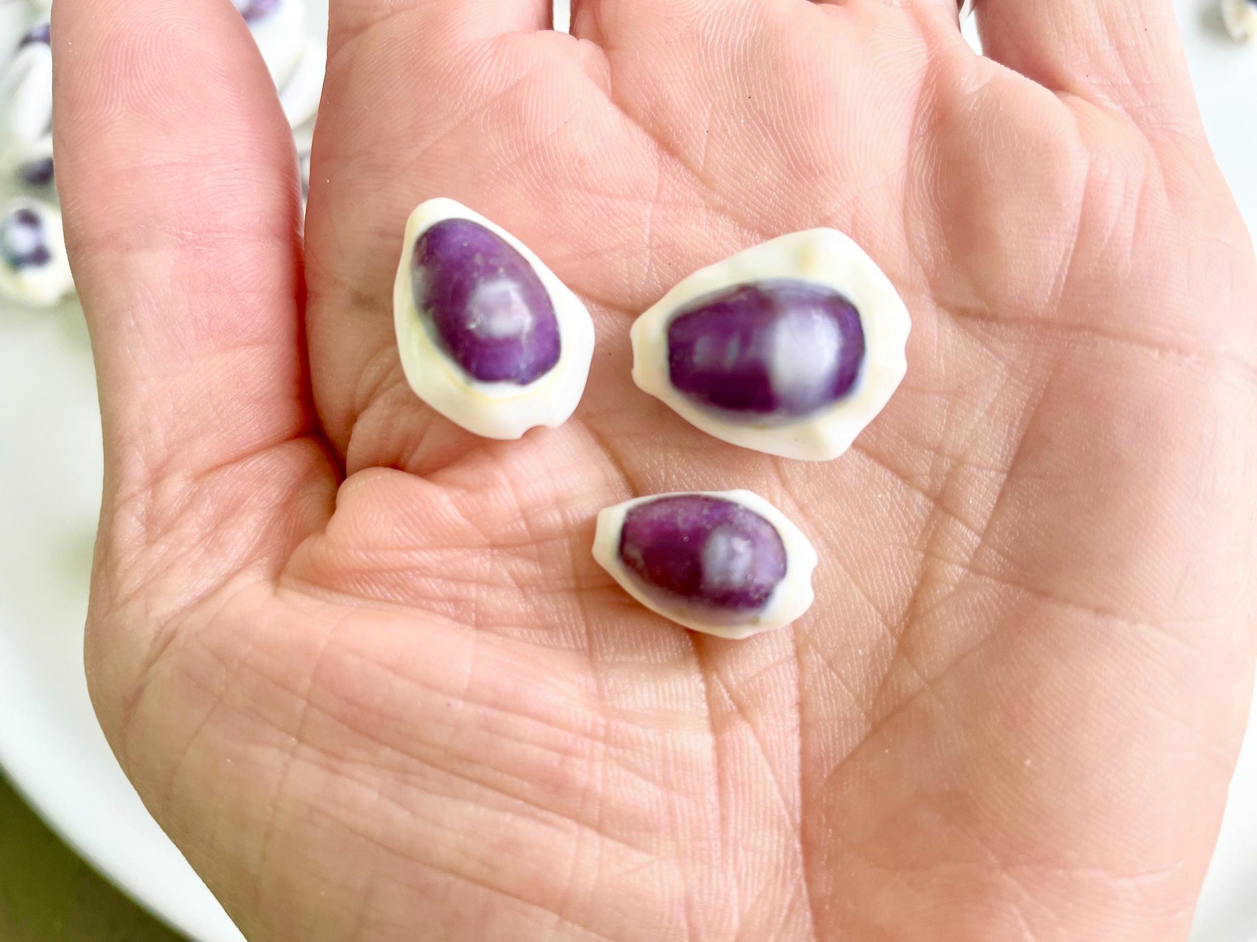 Purple Top Money Cowrie Shells *You Choose Quantity* .5-1" White Small Craft Seashells - Image 4