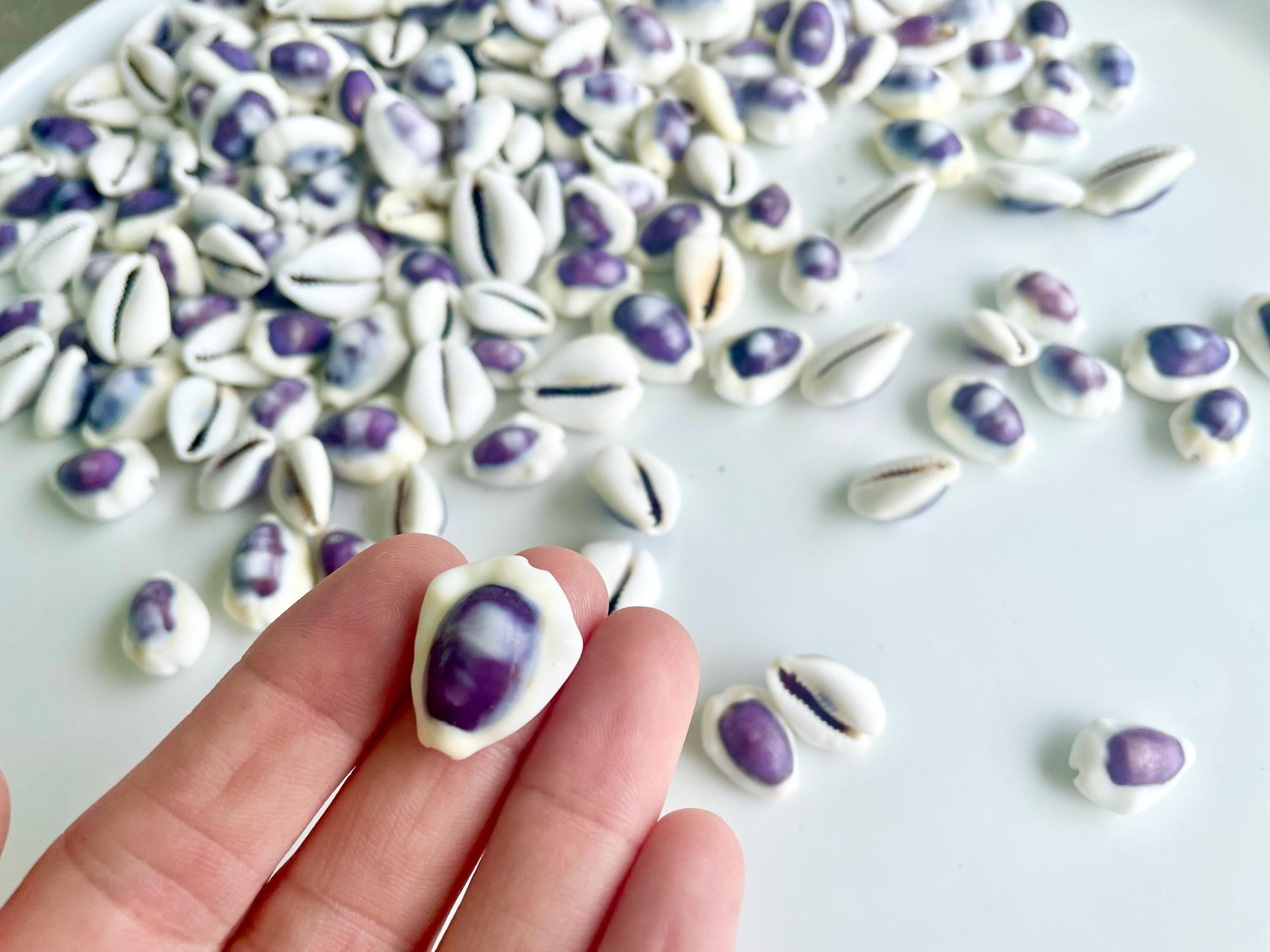 Purple Top Money Cowrie Shells *You Choose Quantity* .5-1" White Small Craft Seashells - Image 7