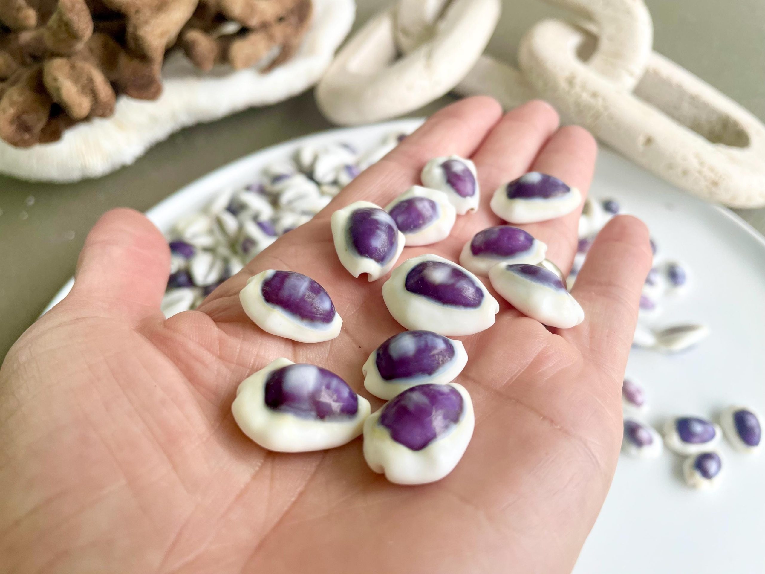 Purple Top Money Cowrie Shells *You Choose Quantity* .5-1" White Small Craft Seashells - Image 8
