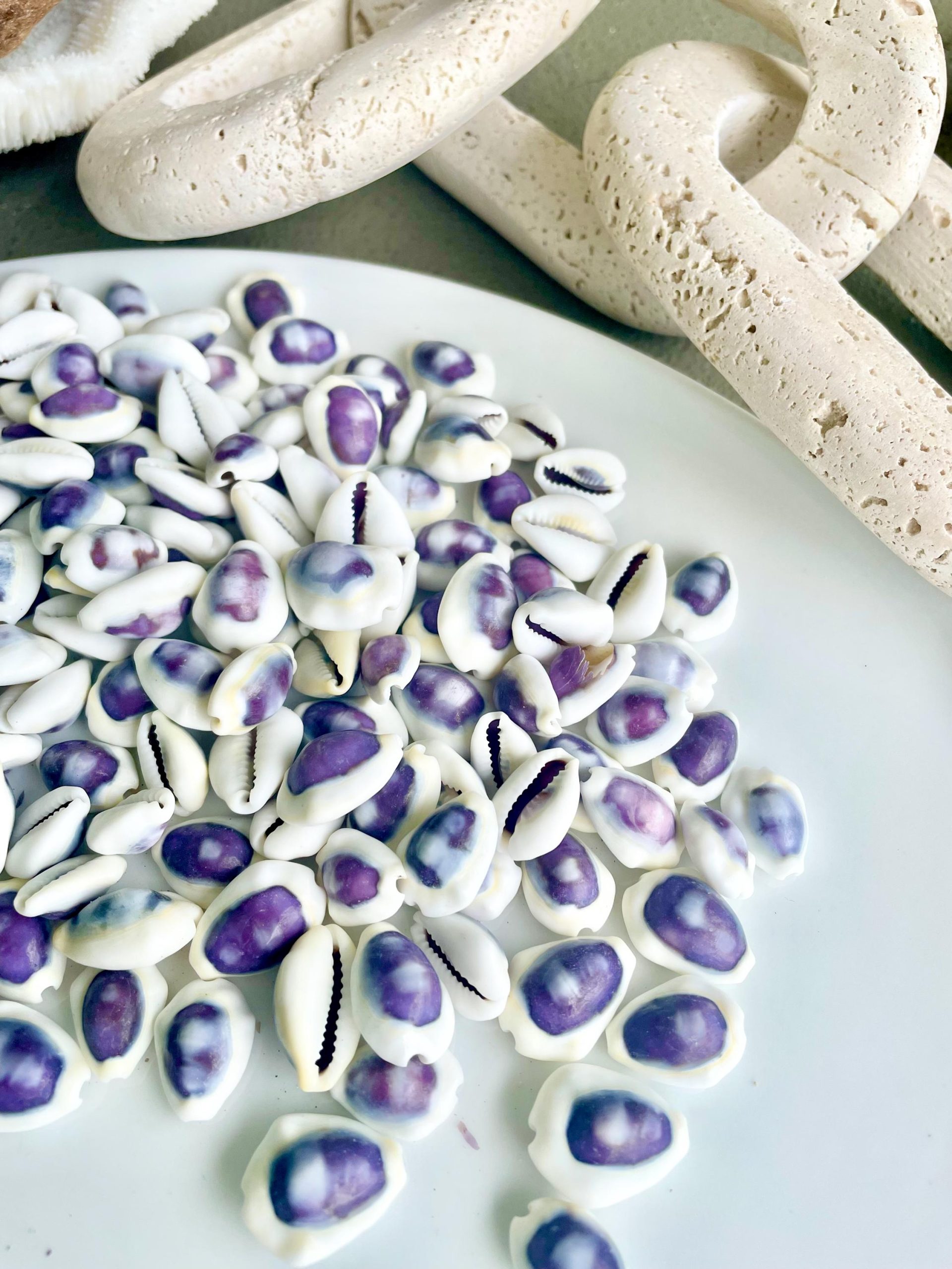 Purple Top Money Cowrie Shells *You Choose Quantity* .5-1" White Small Craft Seashells - Image 12