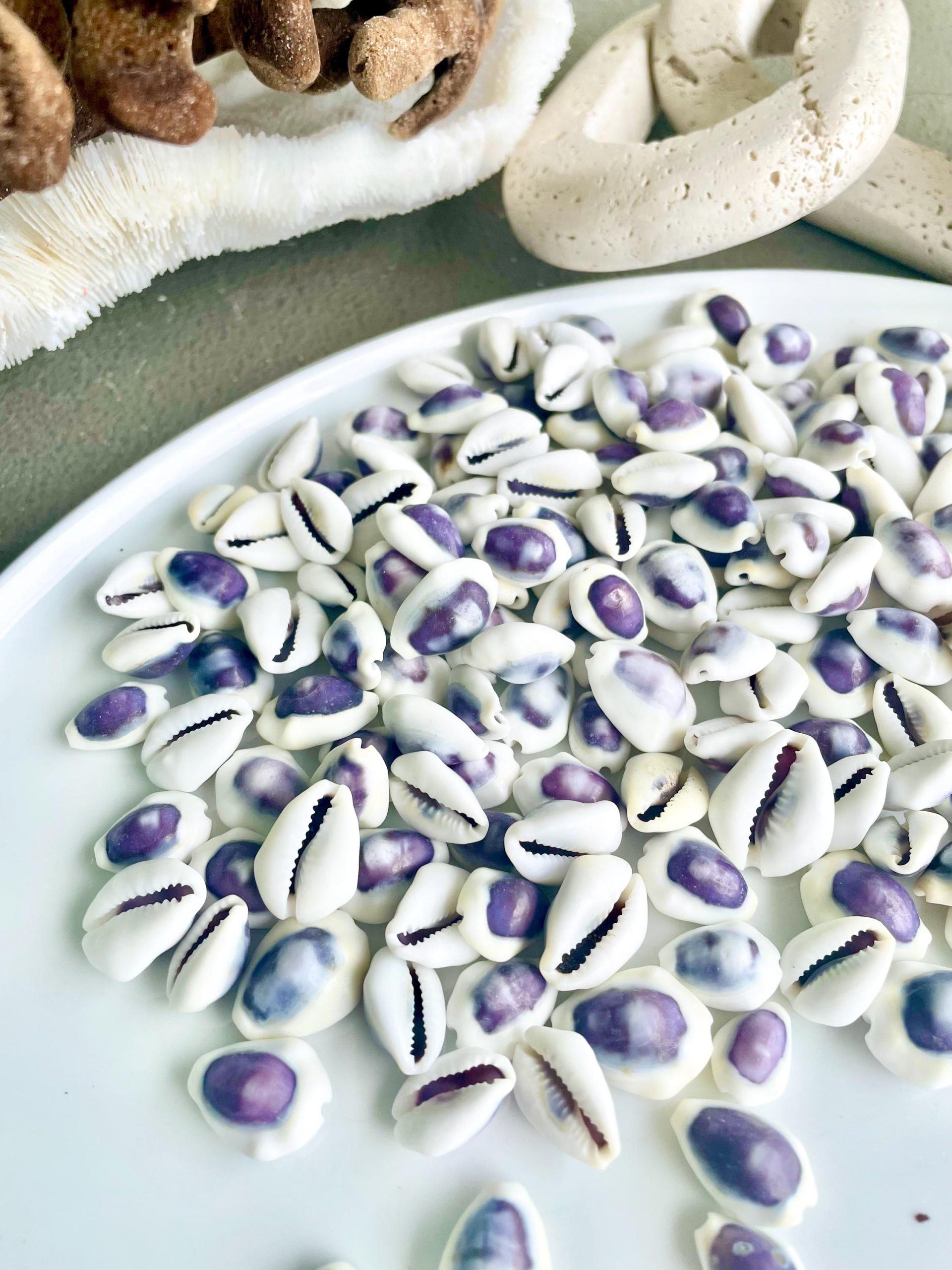 Purple Top Money Cowrie Shells *You Choose Quantity* .5-1" White Small Craft Seashells - Image 11