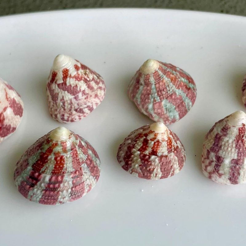 Trochus Radiatus Top Shells: 1/2 -1" Small Red Green Striped Craft Shells