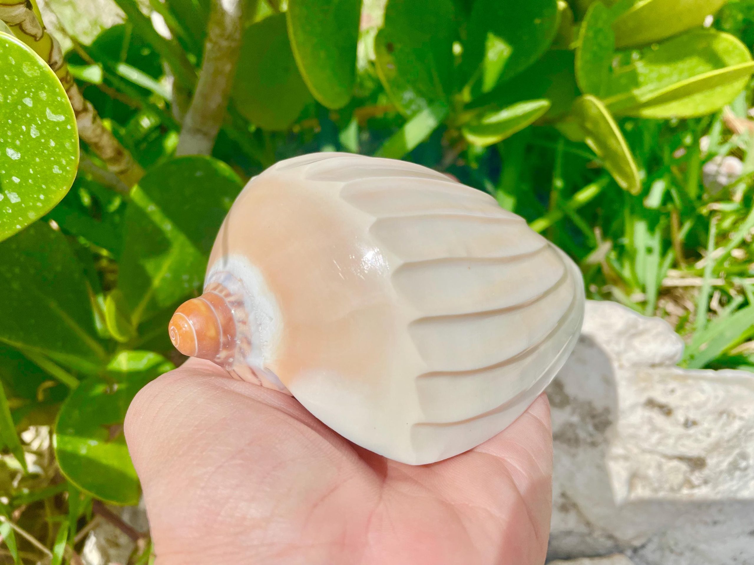Polished Noble Volute: 4-5" Conch Shell, Carved Coastal Décor - Image 10