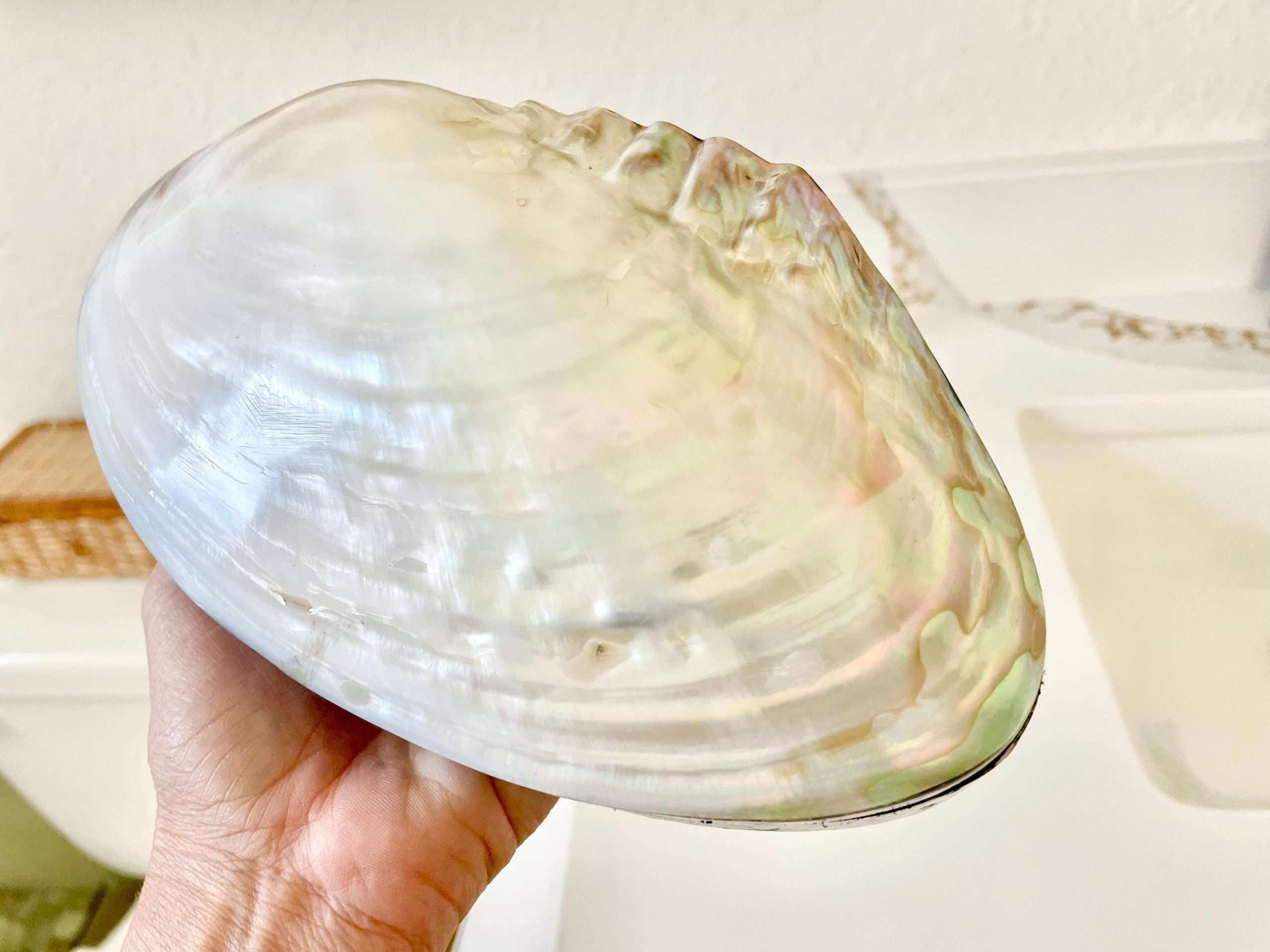 Handmade 8" Mussel Shell Jewelry Gift Box Iridescent Mother of Pearl Coastal Décor - Image 2