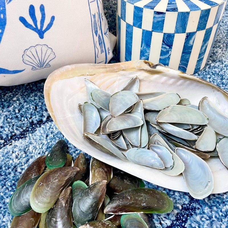 Light Blue Mussel Shells: 1.5-2.5" *200 Pieces* Craft Seashells