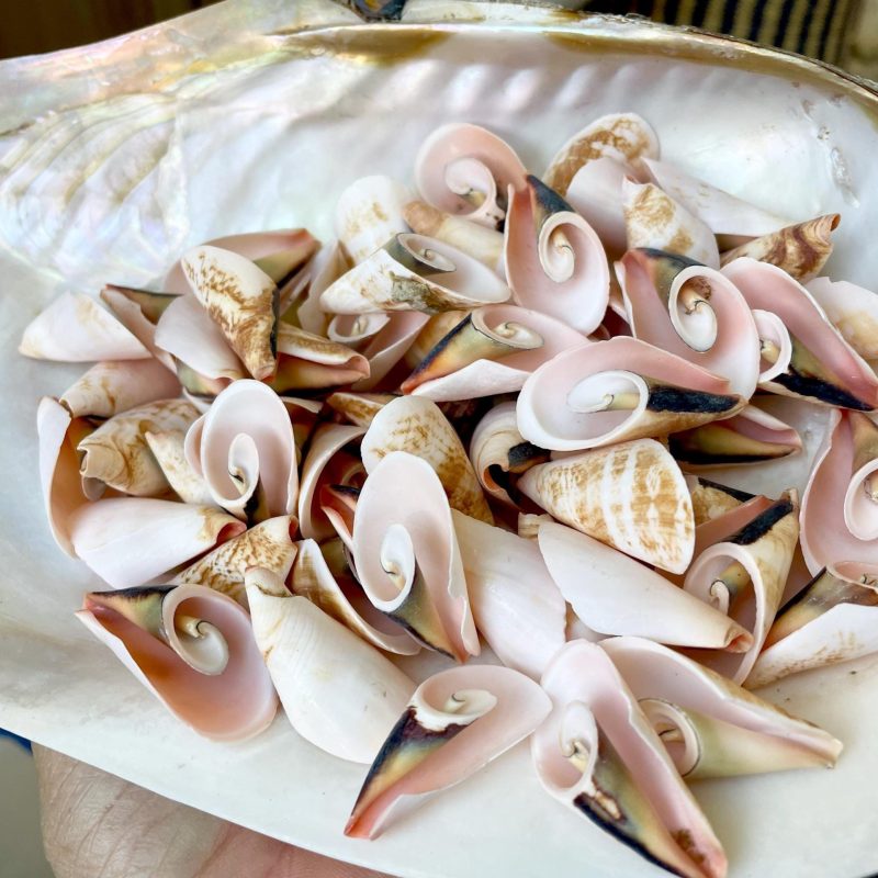 PINK LILY CUT Shells 1.25"-1.75" Long *You Choose Quantity* Slices Craft Seashells