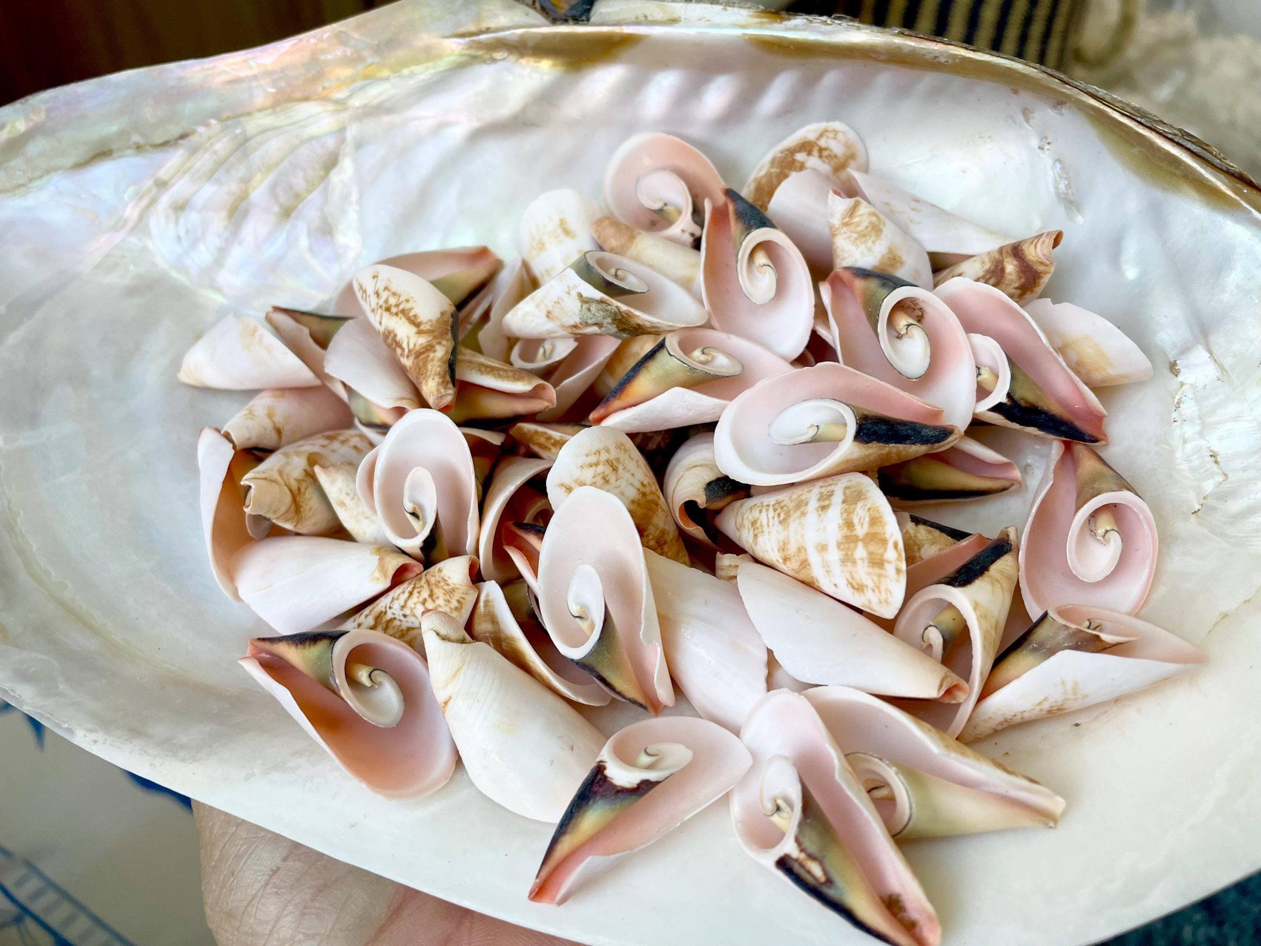 PINK LILY CUT Shells 1.25"-1.75" Long *You Choose Quantity* Slices Craft Seashells