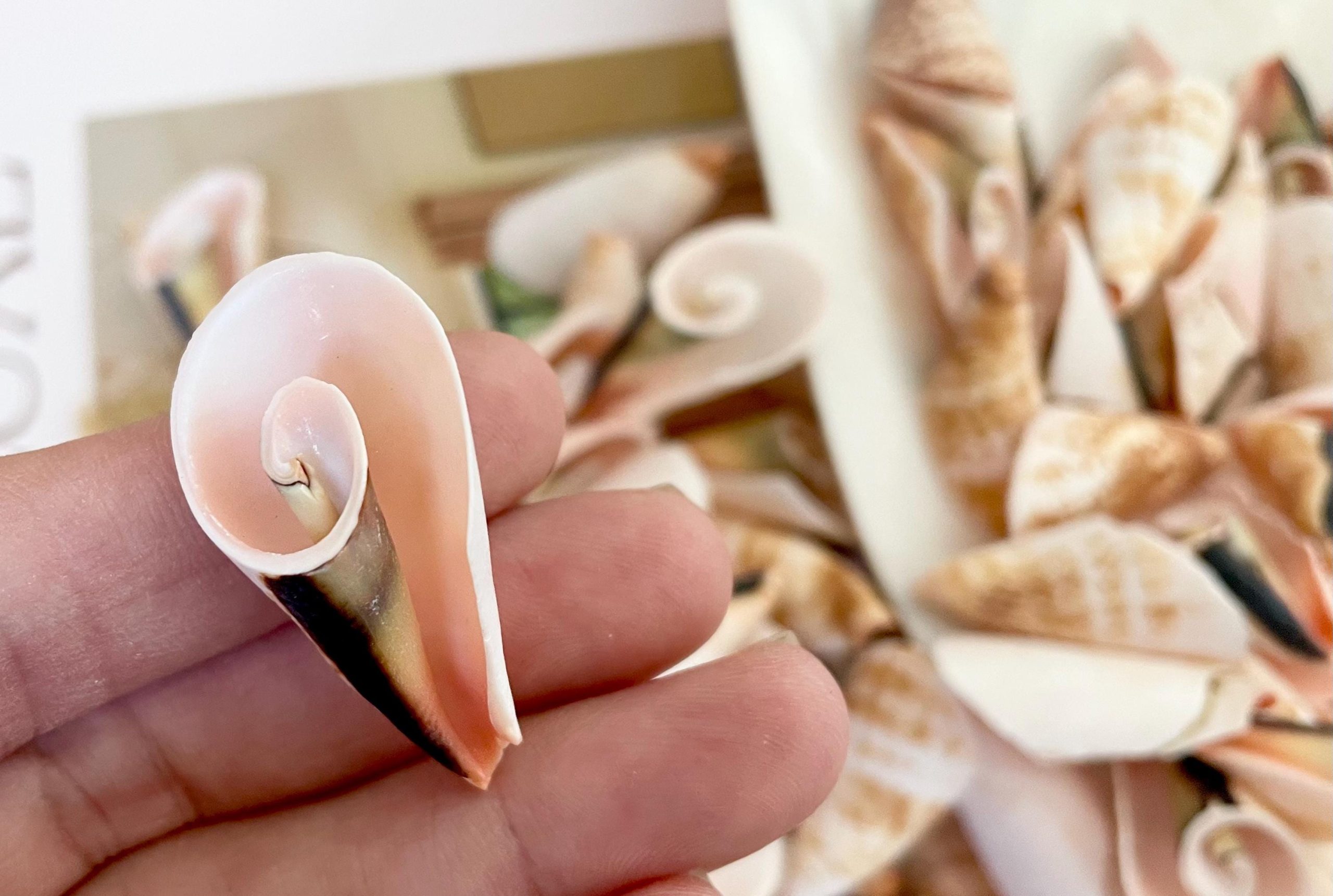 PINK LILY CUT Shells 1.25"-1.75" Long *You Choose Quantity* Slices Craft Seashells - Image 7