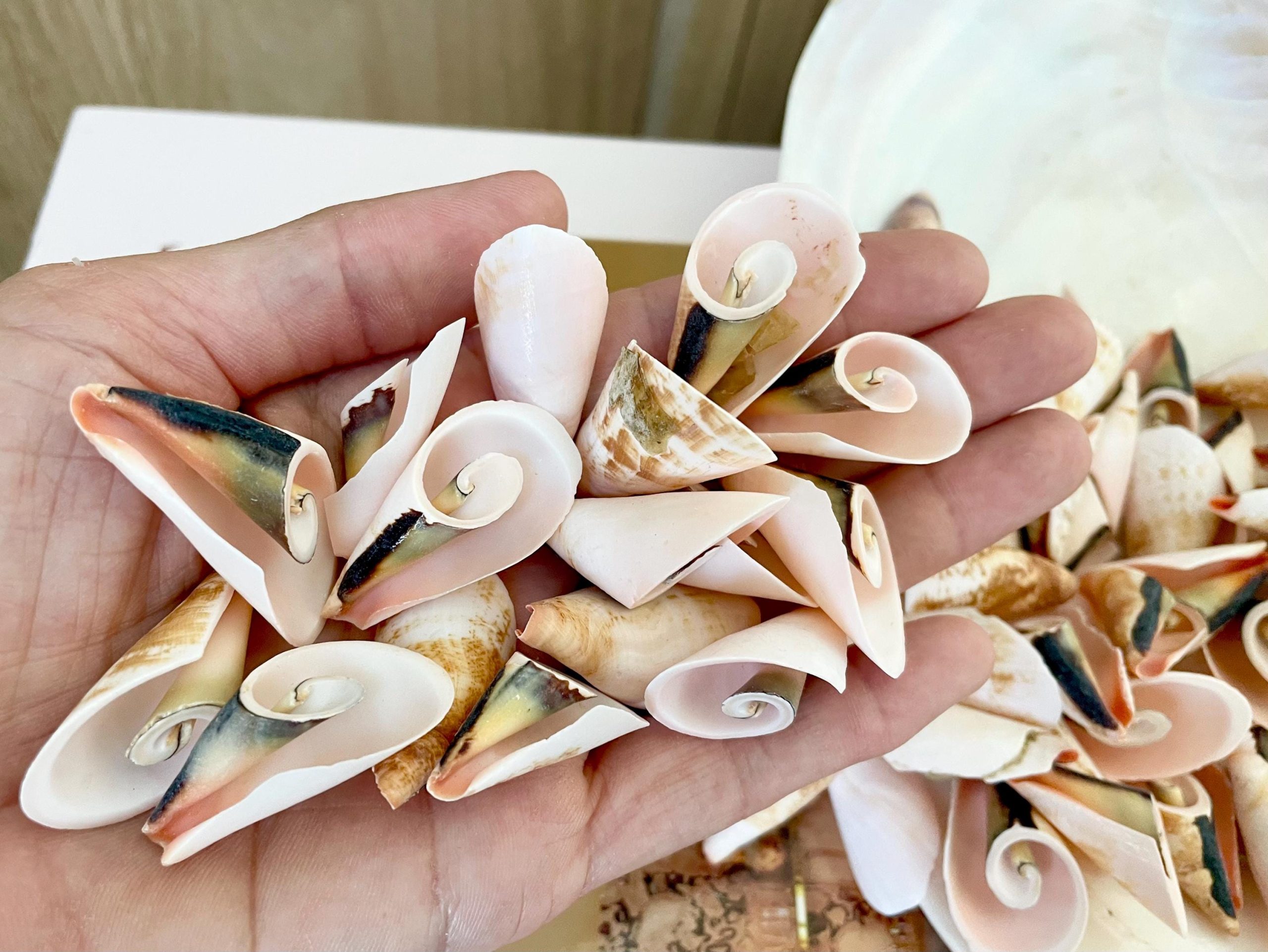 PINK LILY CUT Shells 1.25"-1.75" Long *You Choose Quantity* Slices Craft Seashells - Image 9