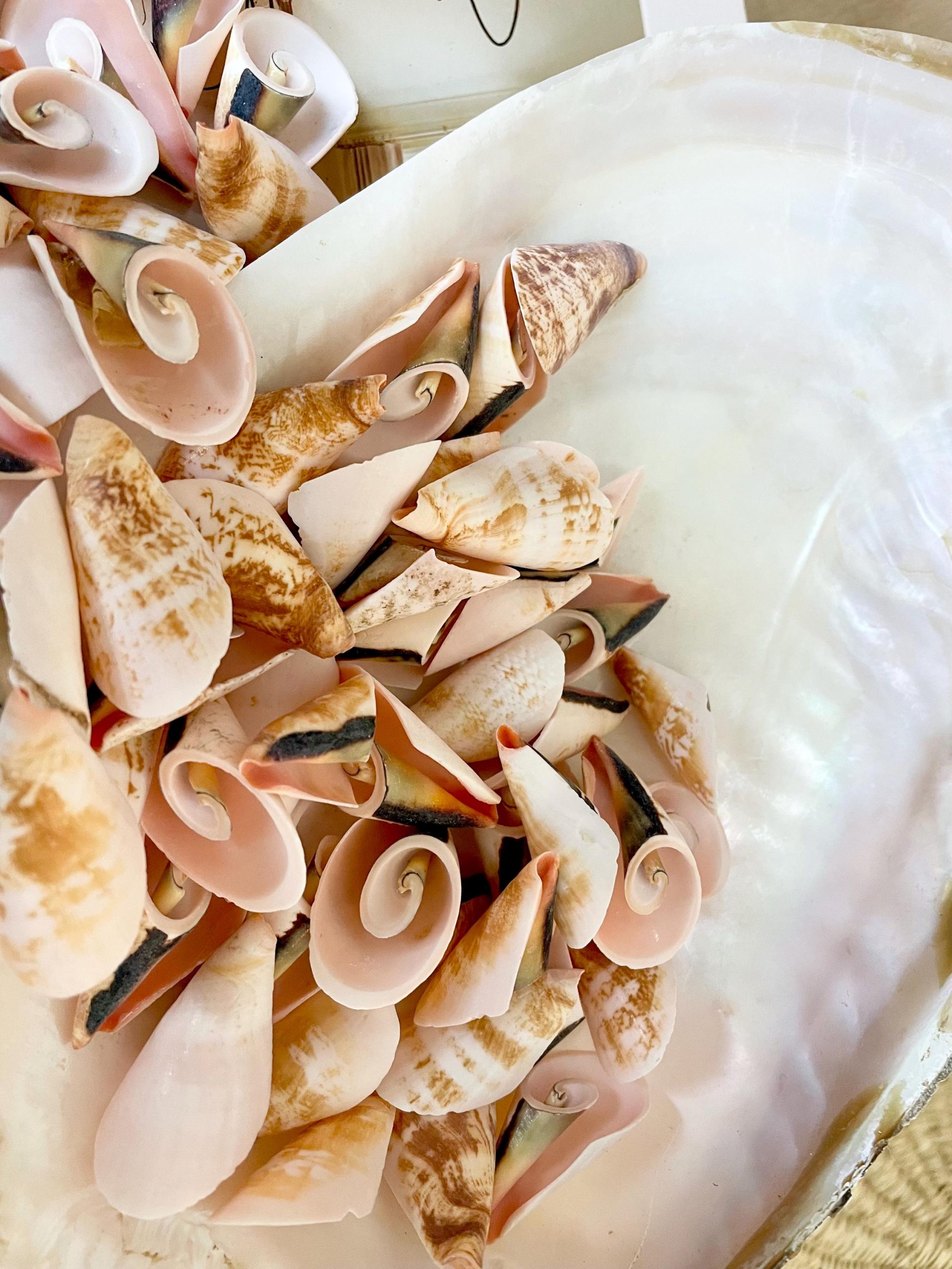PINK LILY CUT Shells 1.25"-1.75" Long *You Choose Quantity* Slices Craft Seashells - Image 11