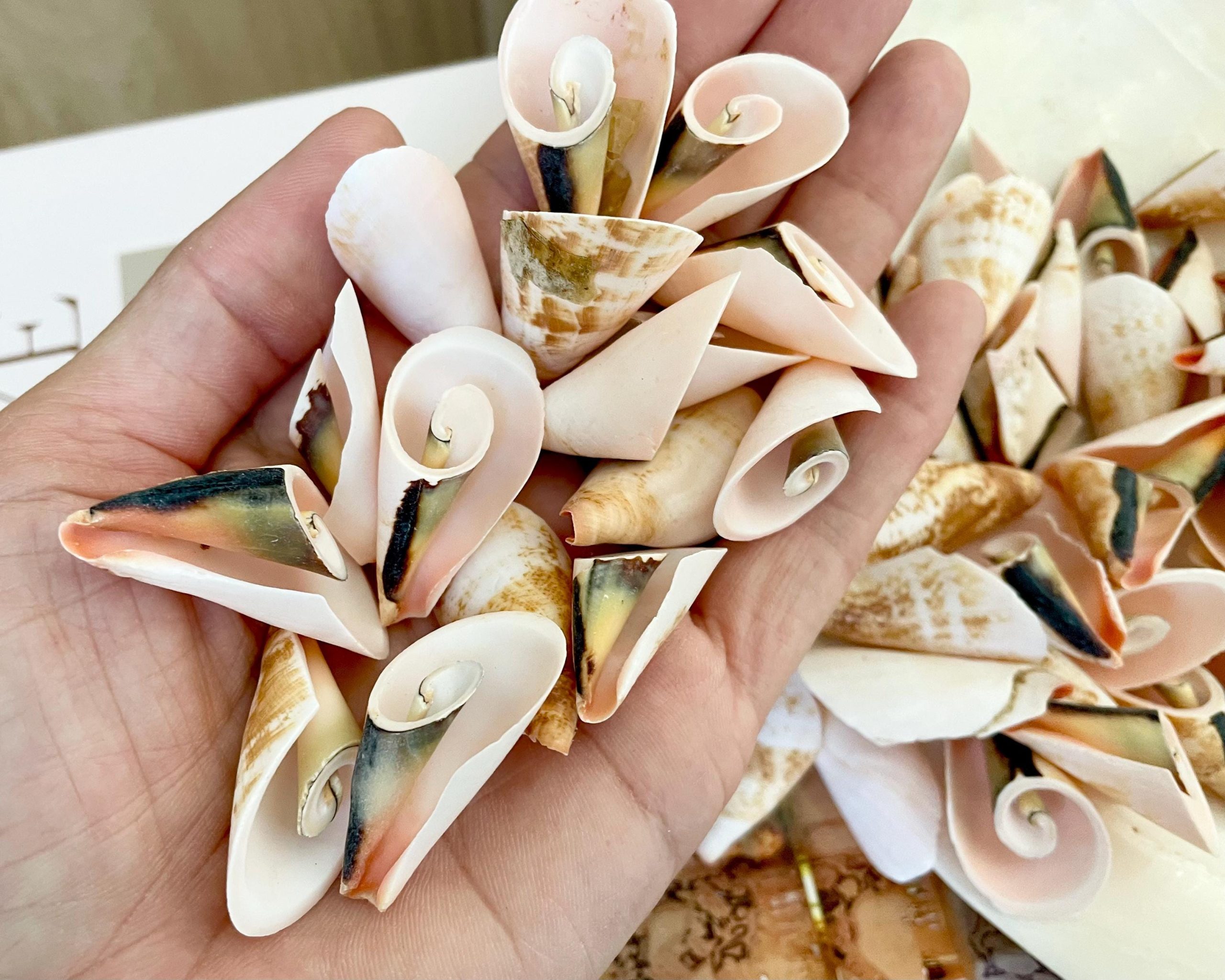 PINK LILY CUT Shells 1.25"-1.75" Long *You Choose Quantity* Slices Craft Seashells - Image 12