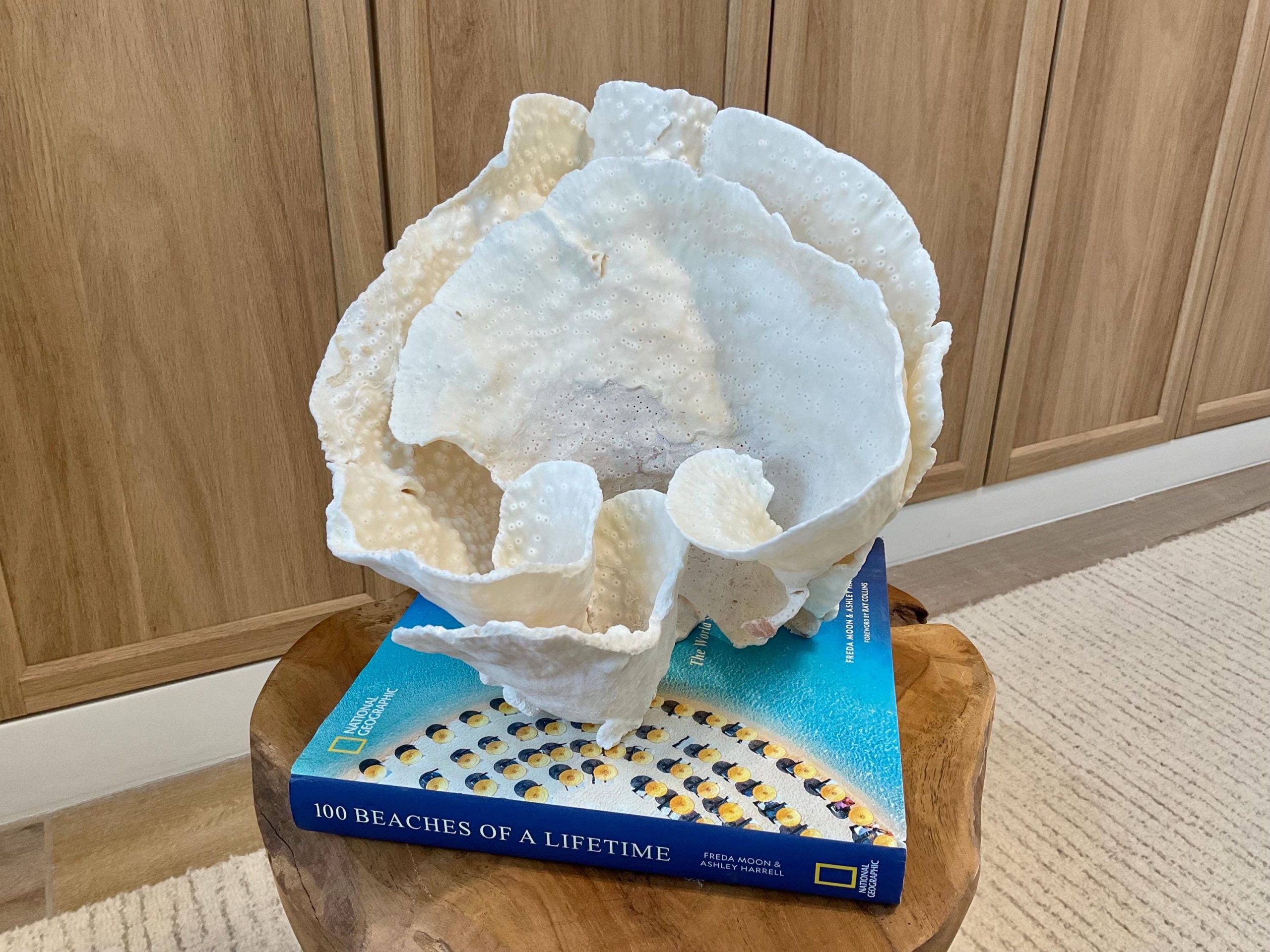 Natural Spiral Cup Coral Fossil Specimen: 9.5x9x10.5" Beach House Coastal Décor - Image 9