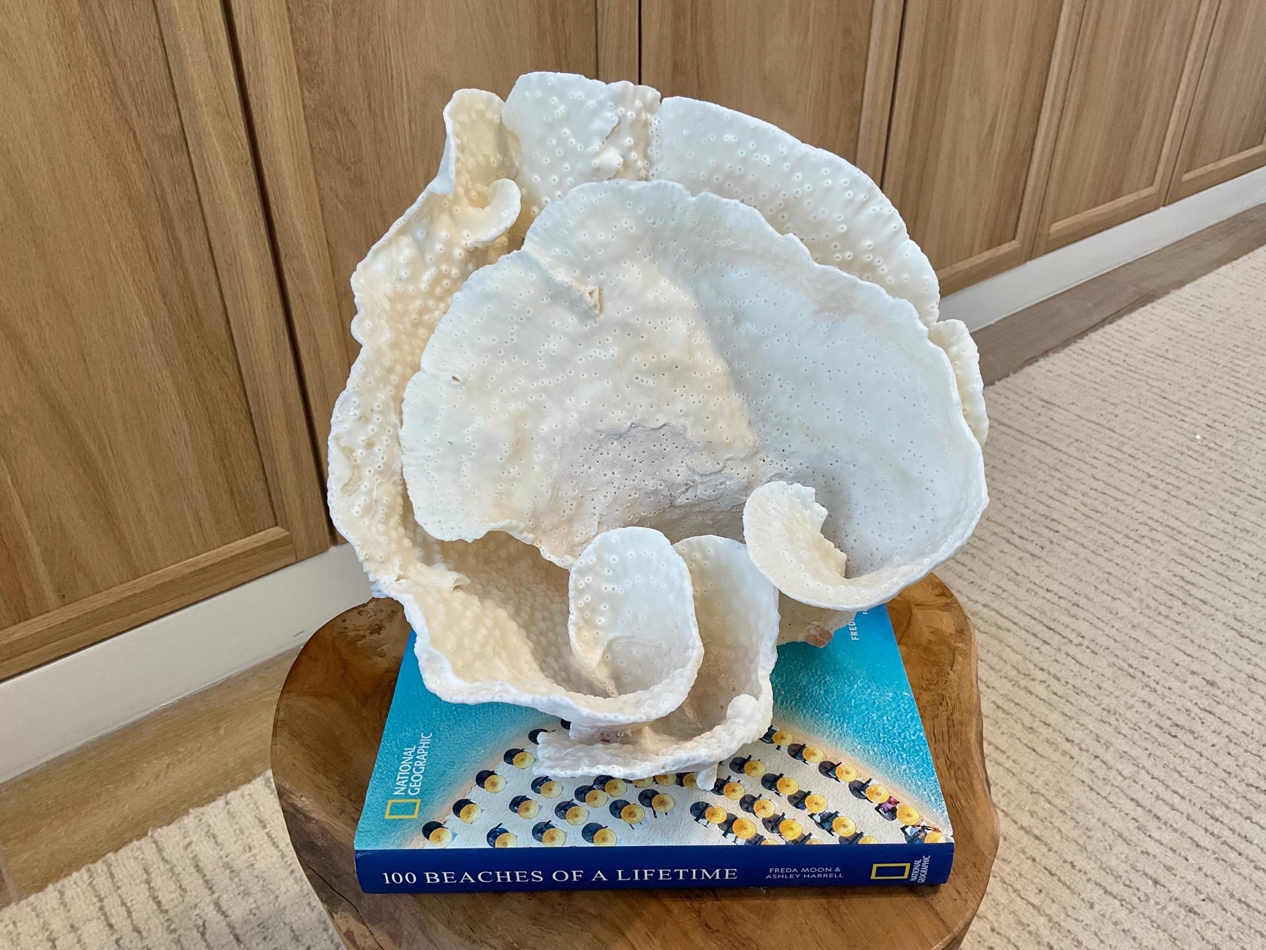 Natural Spiral Cup Coral Fossil Specimen: 9.5x9x10.5" Beach House Coastal Décor - Image 13