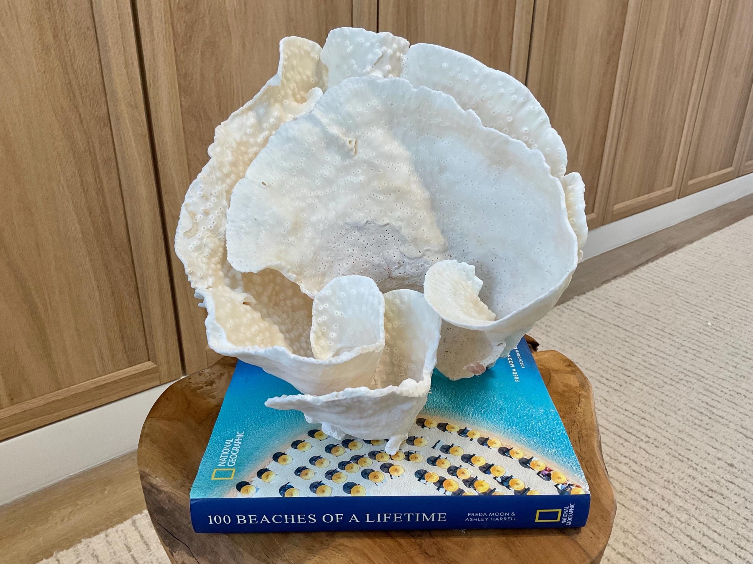 Natural Spiral Cup Coral Fossil Specimen: 9.5x9x10.5" Beach House Coastal Décor - Image 8