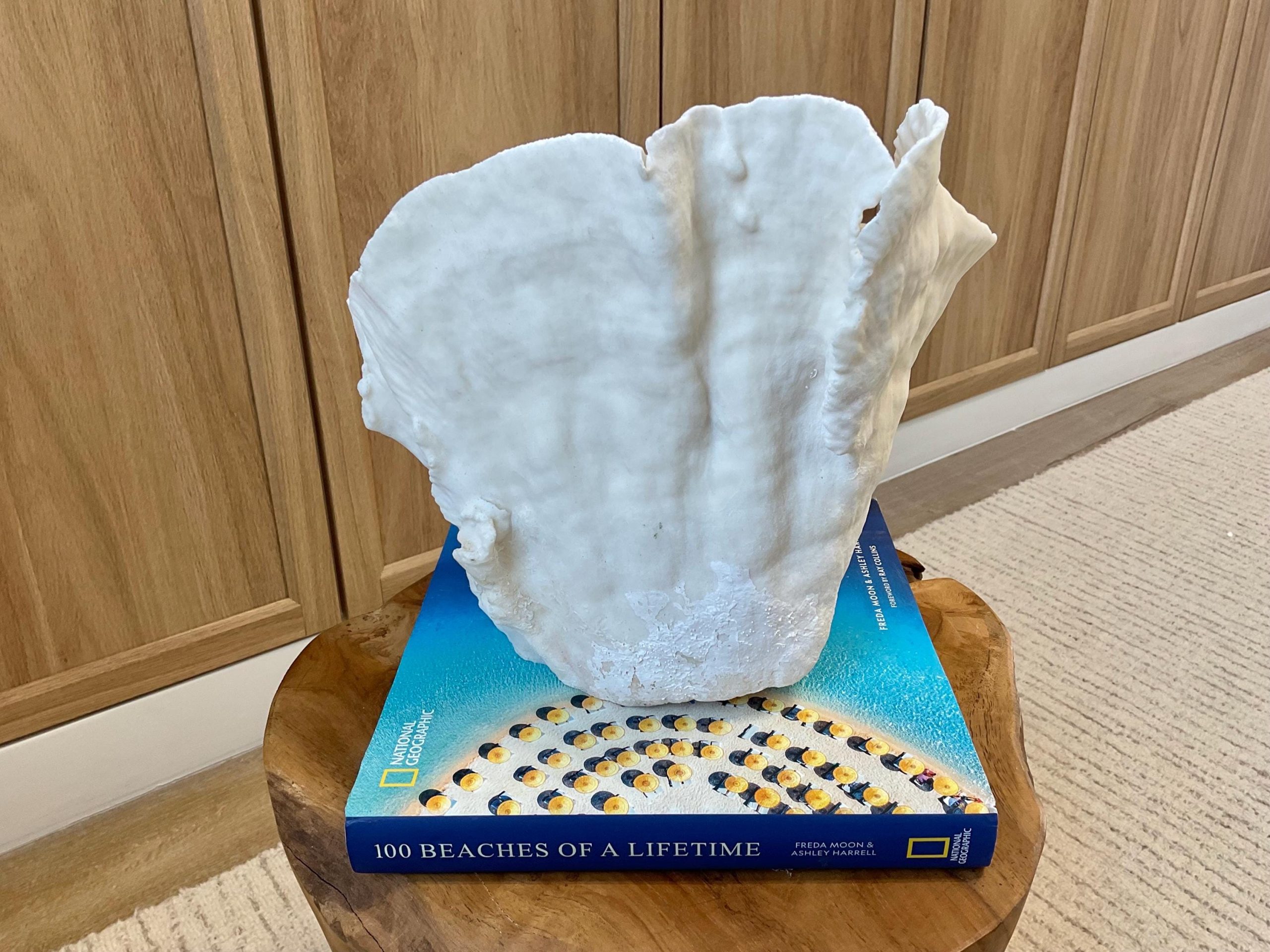 Natural Spiral Cup Coral Fossil Specimen: 9.5x9x10.5" Beach House Coastal Décor - Image 15