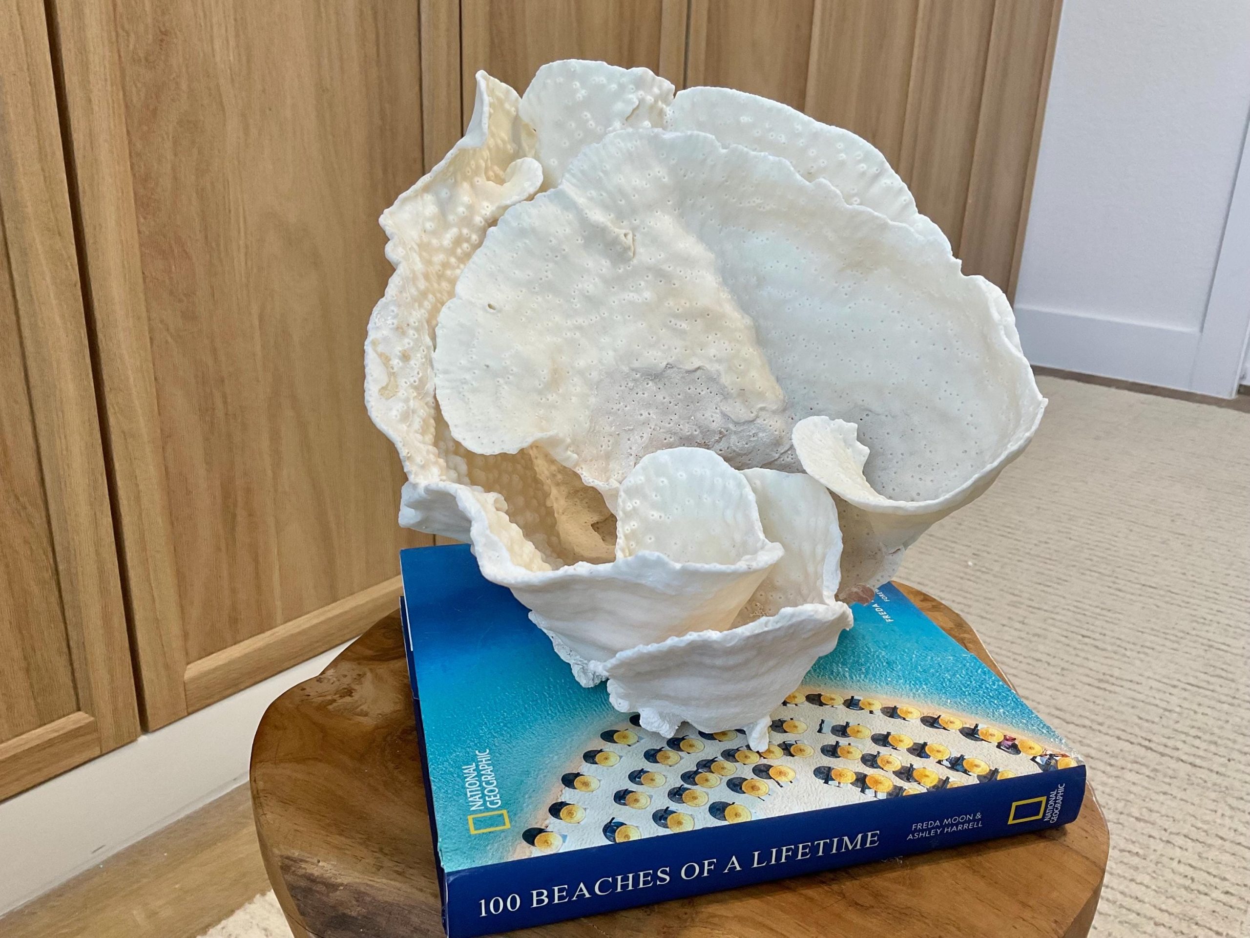 Natural Spiral Cup Coral Fossil Specimen: 9.5x9x10.5" Beach House Coastal Décor - Image 7