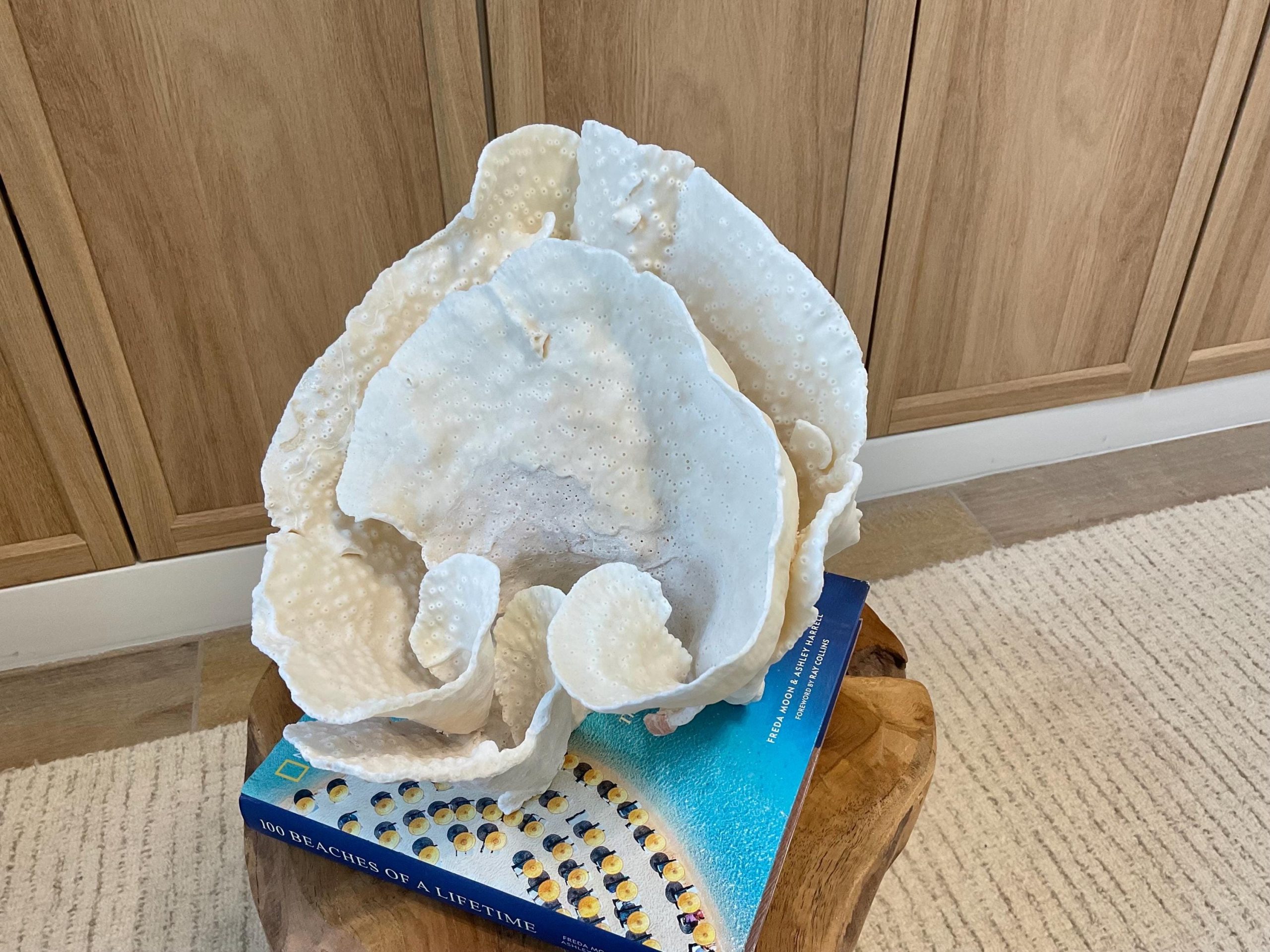 Natural Spiral Cup Coral Fossil Specimen: 9.5x9x10.5" Beach House Coastal Décor - Image 4