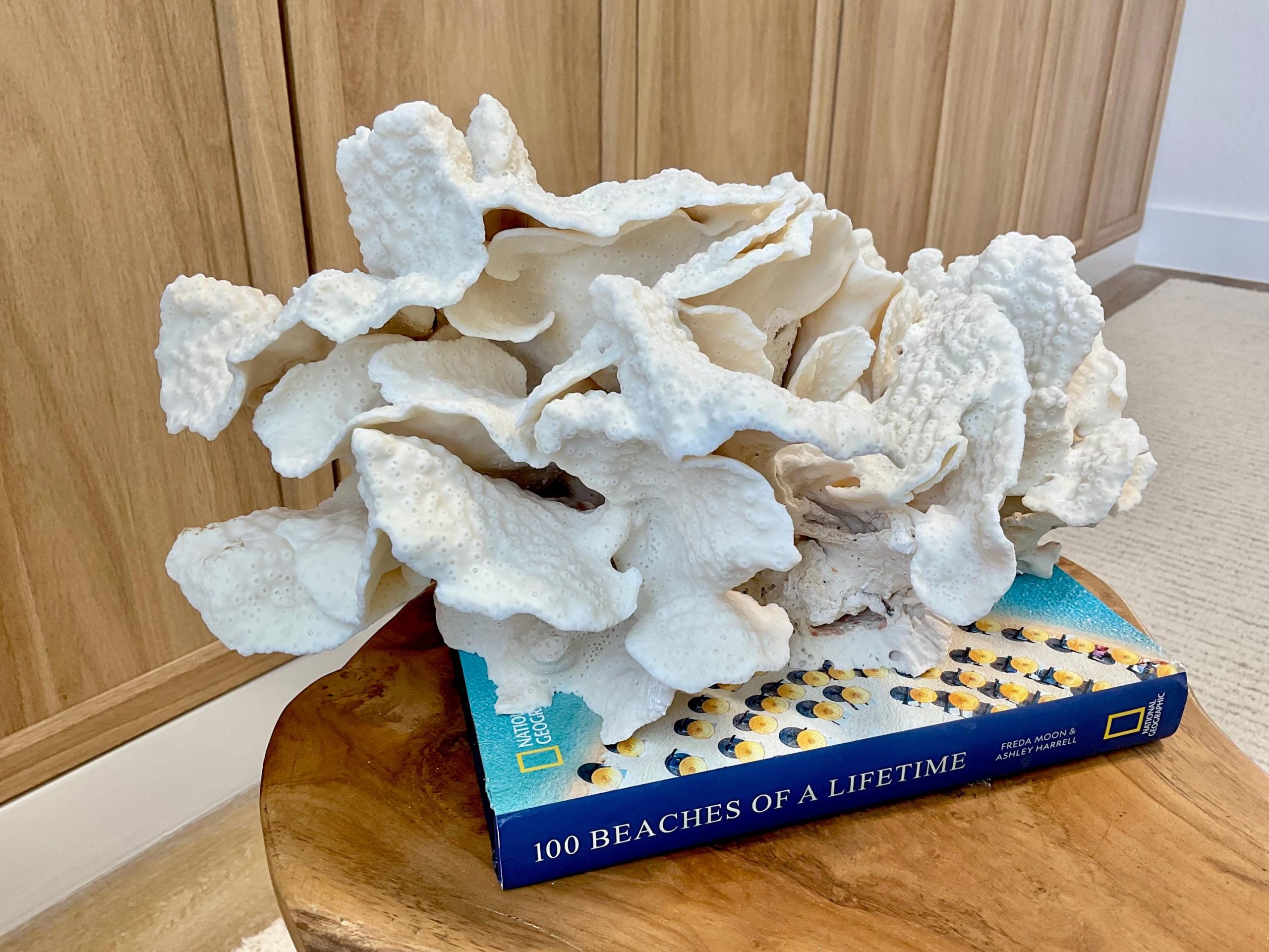 Natural Black Cup Coral Fossil Specimen: 14.5x10x7" Beach House Coastal Décor - Image 2