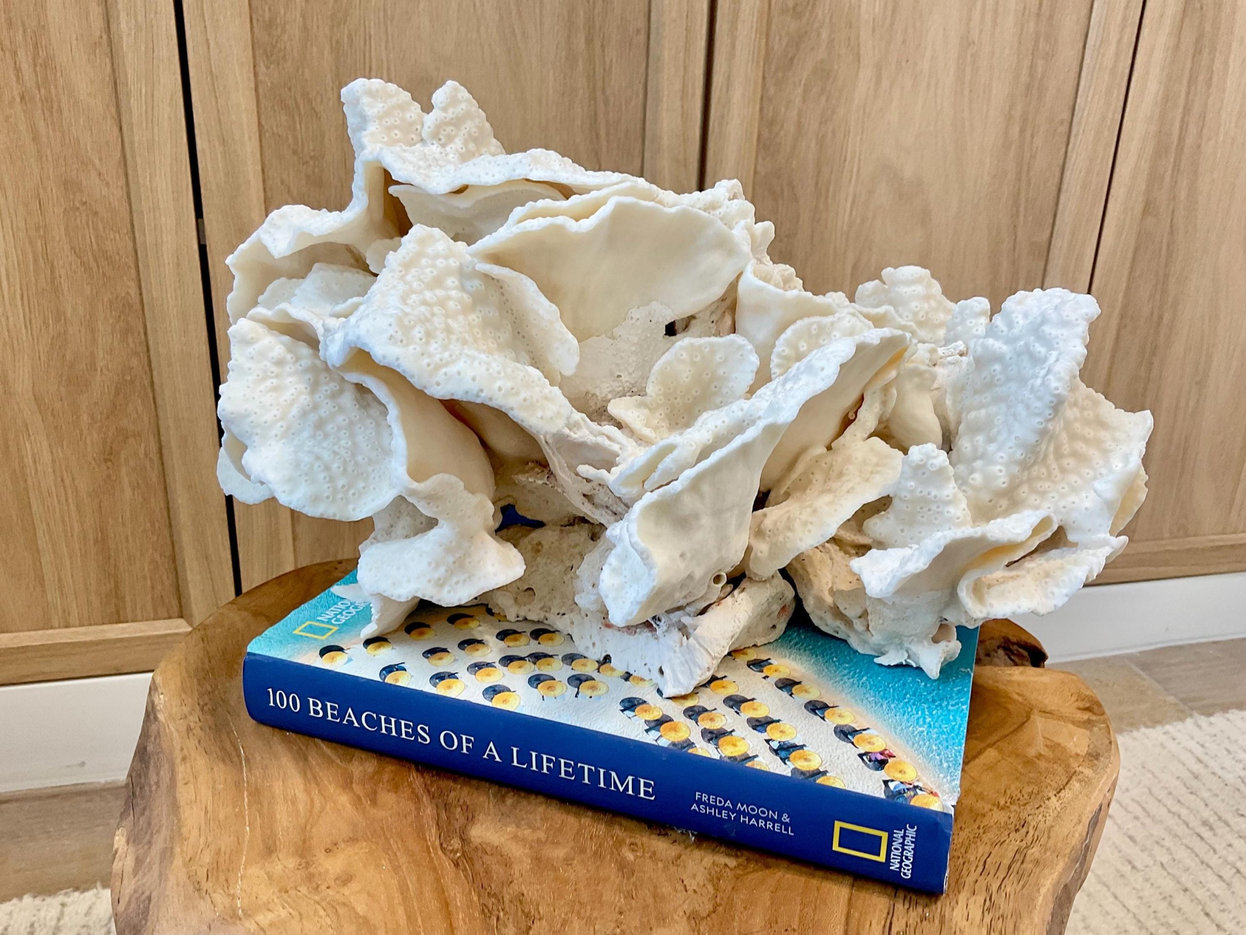 Natural Black Cup Coral Fossil Specimen: 14.5x10x7" Beach House Coastal Décor - Image 3